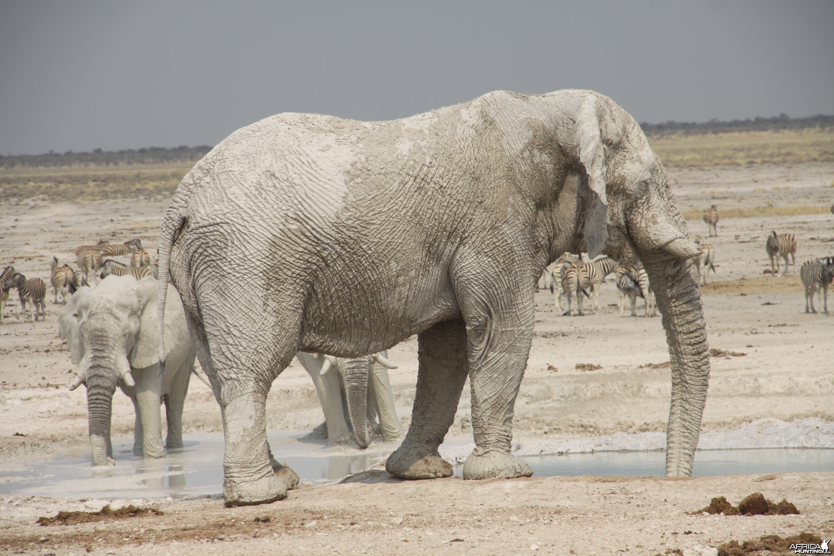 Etosha Elephant