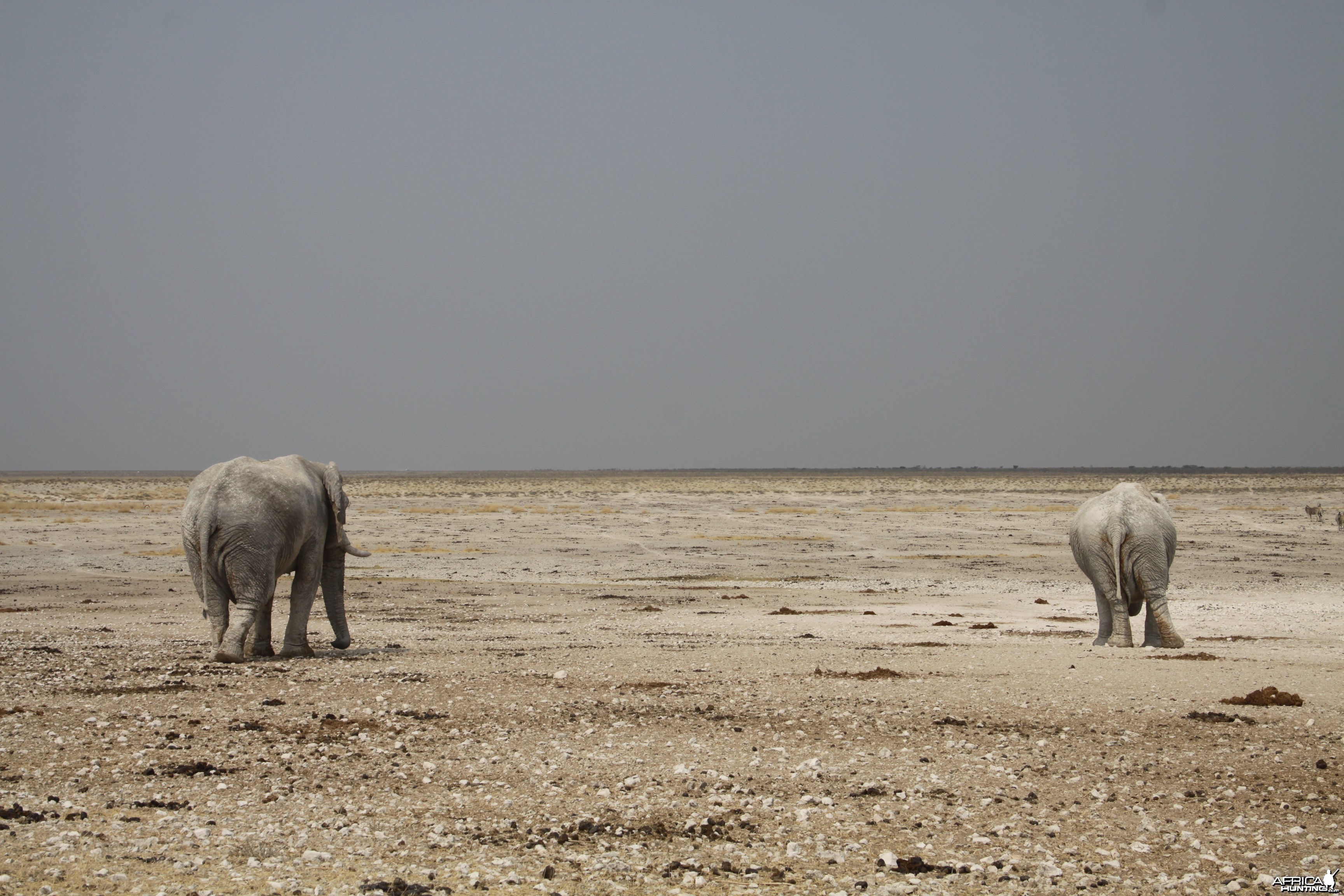 Etosha Elephant