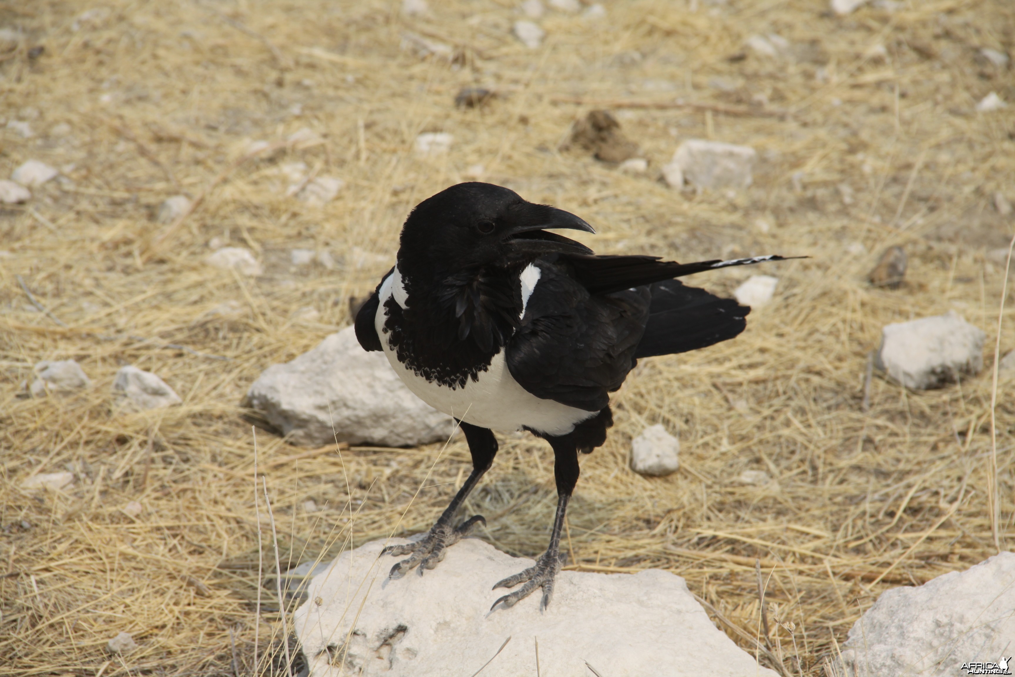 Etosha