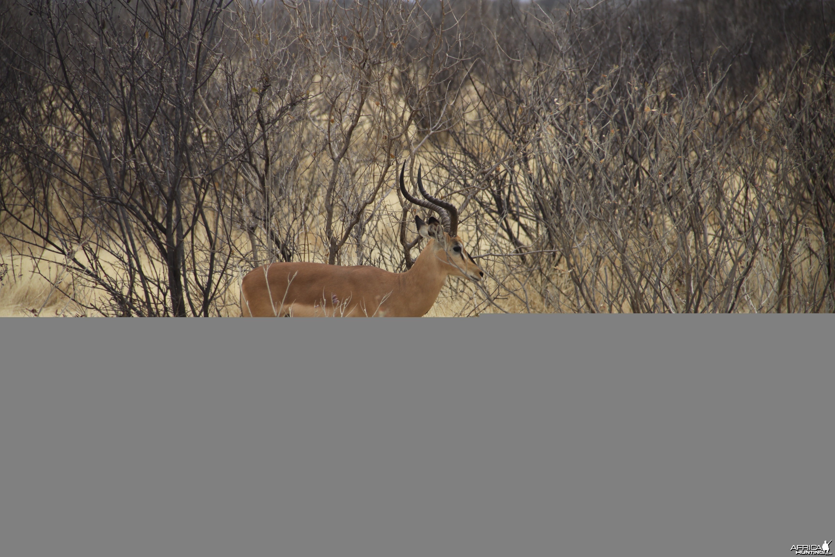 Etosha Black-Faced Impala