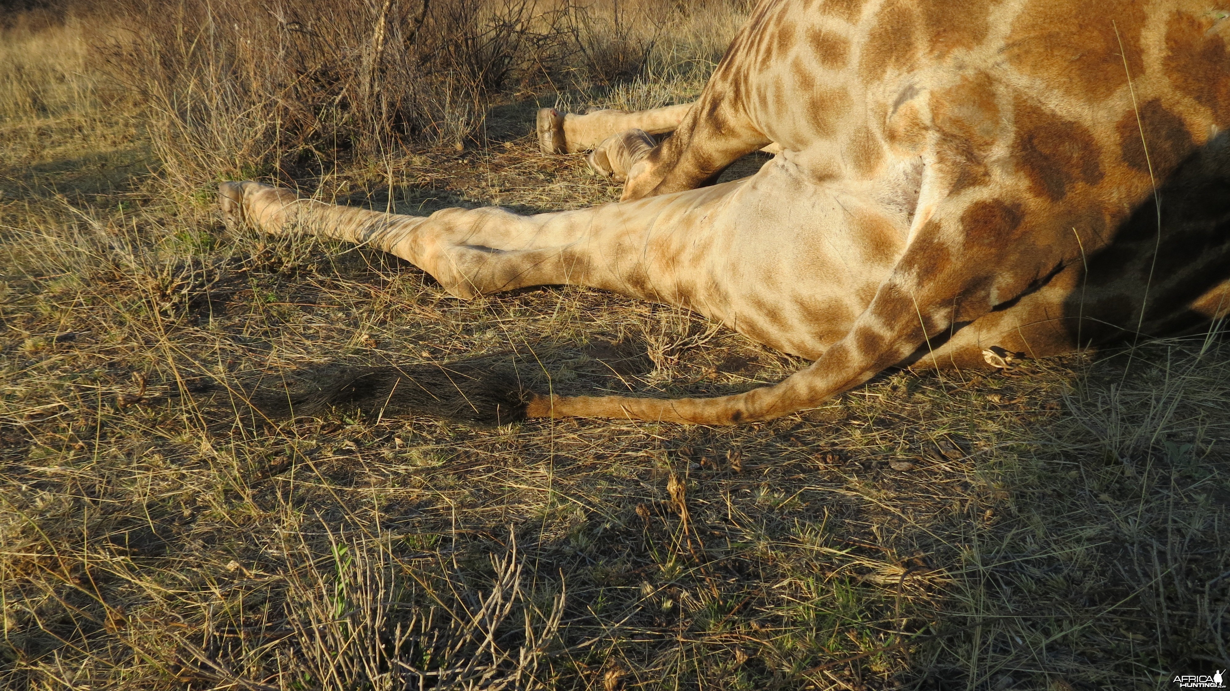 Giraffe Tail