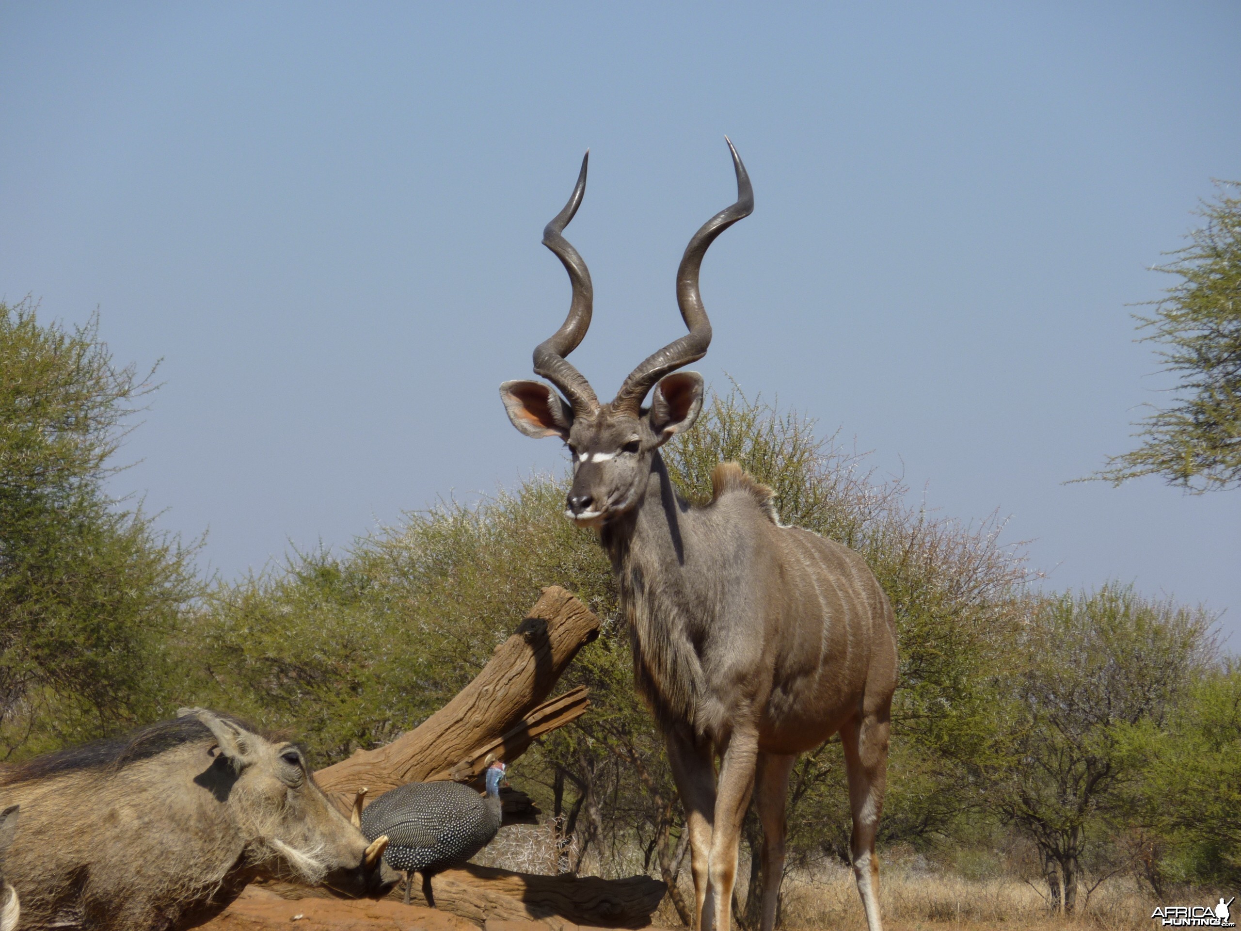 Kudu