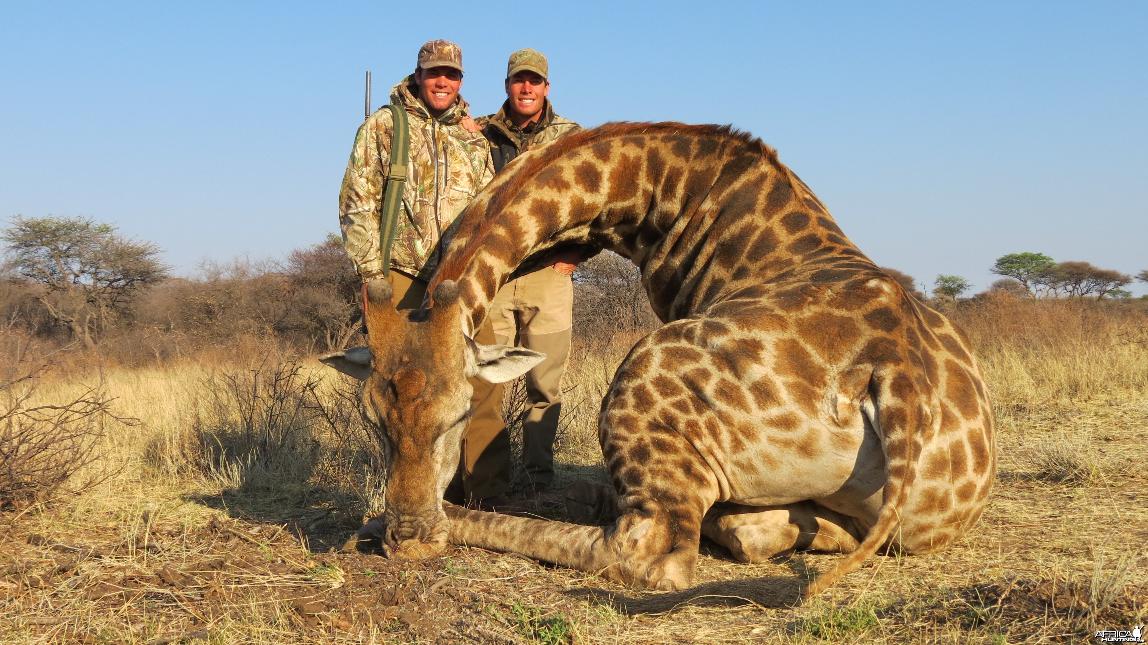 Giraffe hunted with Ozondjahe Hunting Safaris in Namibia