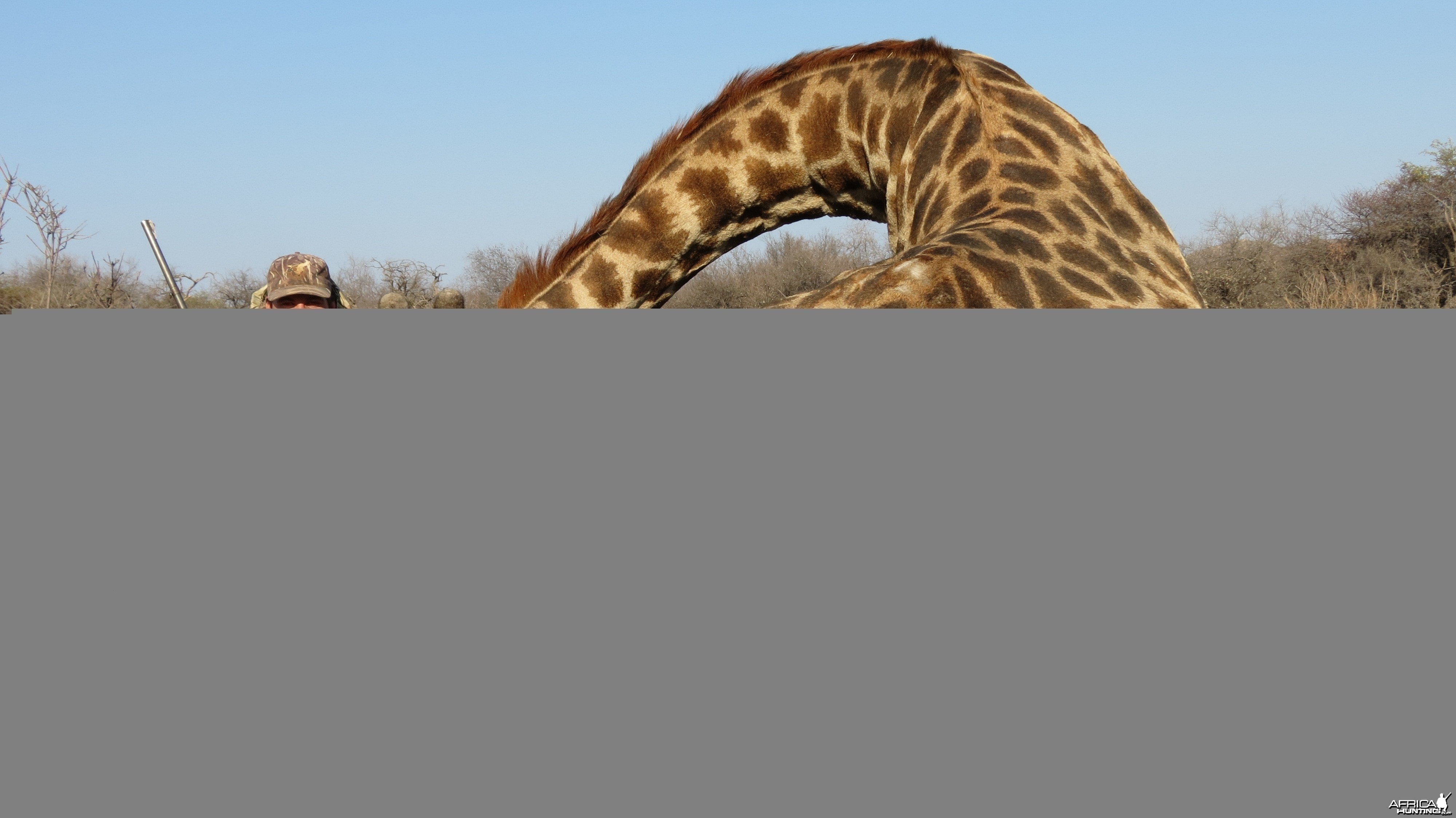 Giraffe hunted with Ozondjahe Hunting Safaris in Namibia