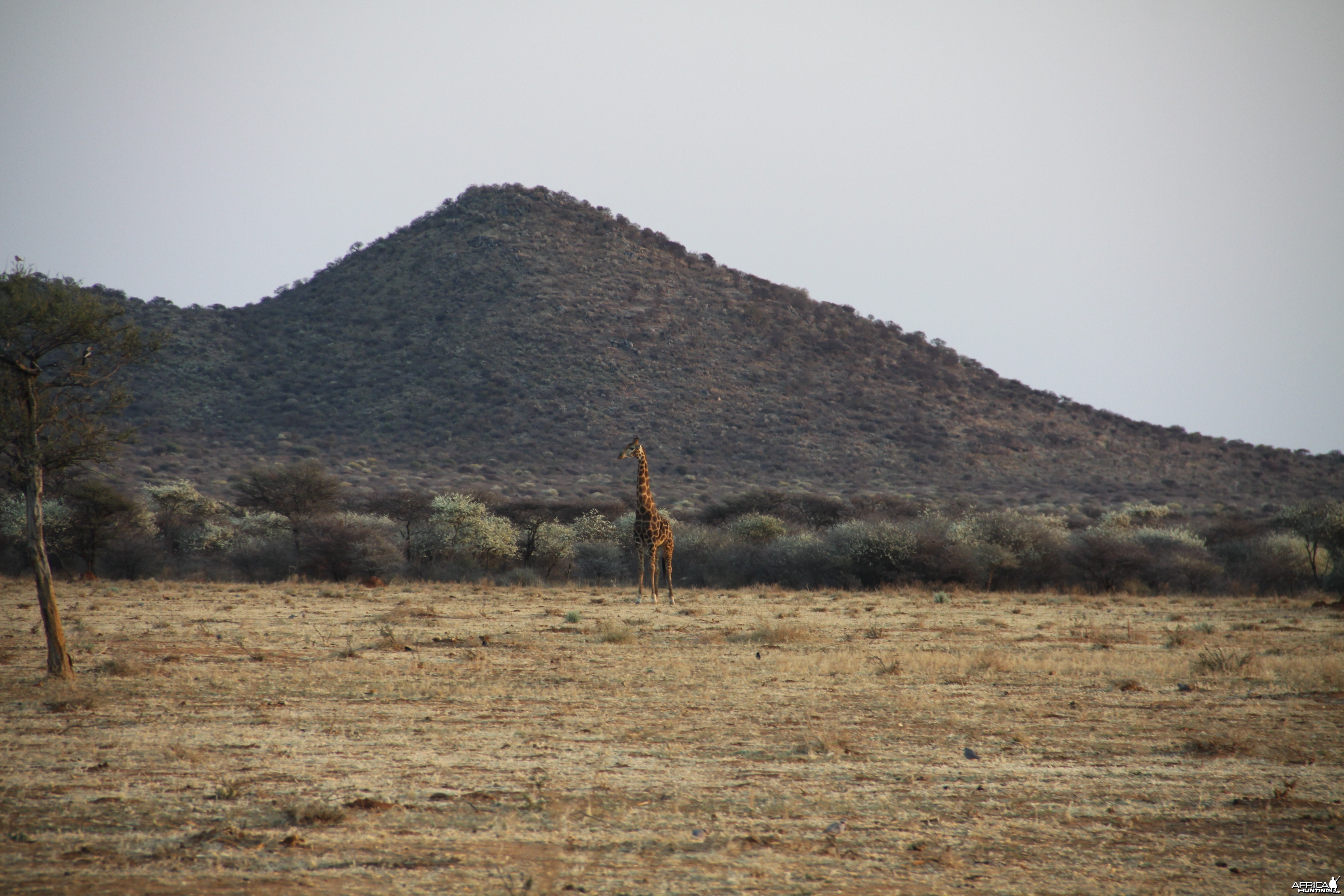 Giraffe Namibia