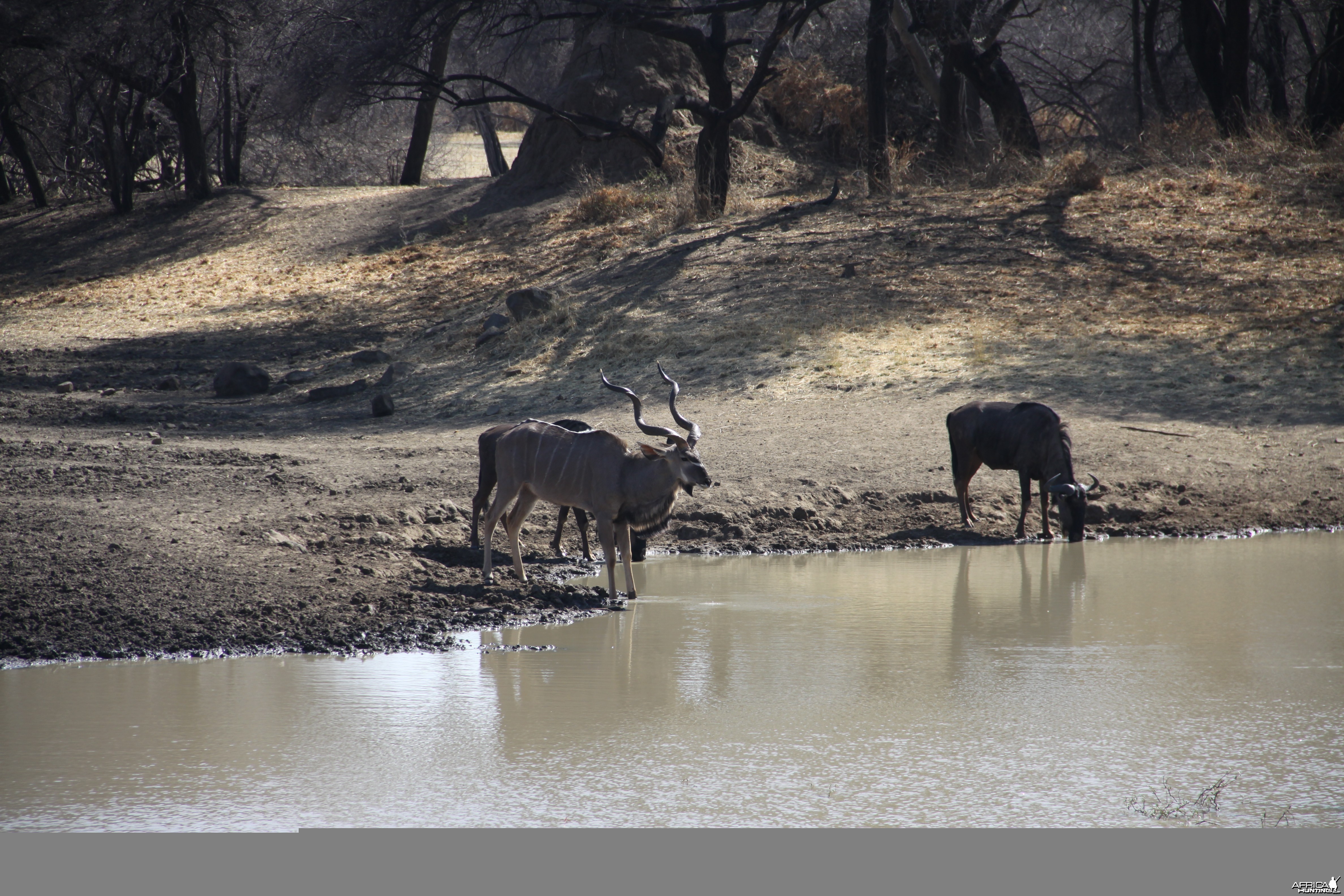 Greater Kudu Namibia