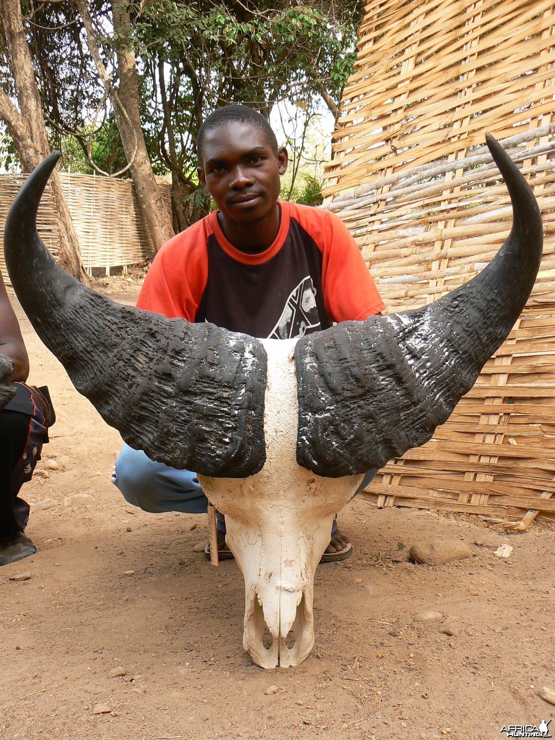 Trophy Buffalo