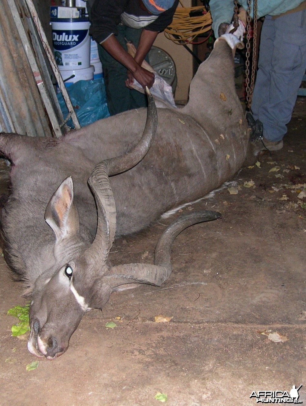 Greater Kudu