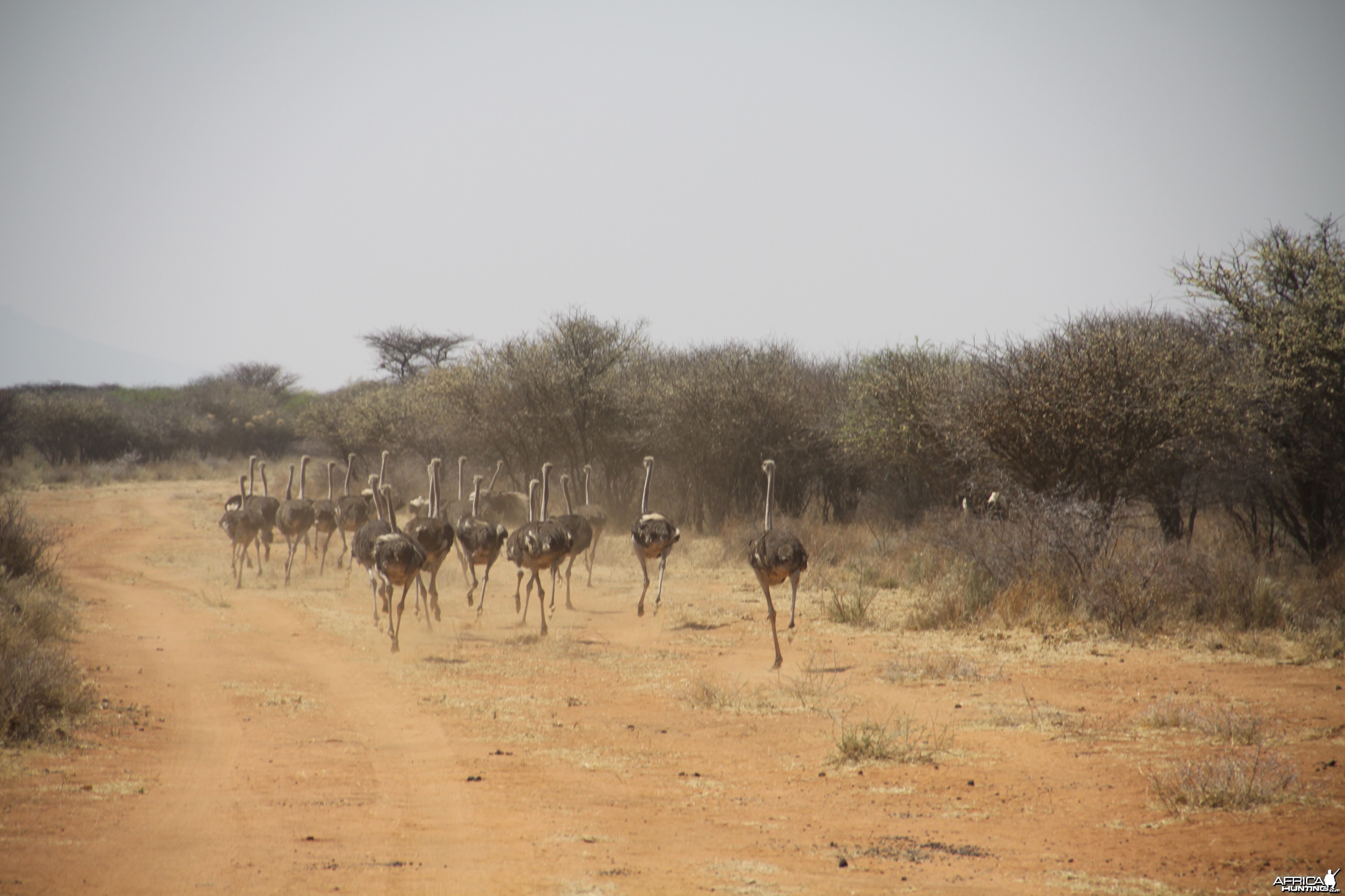 Ostrich Namibia