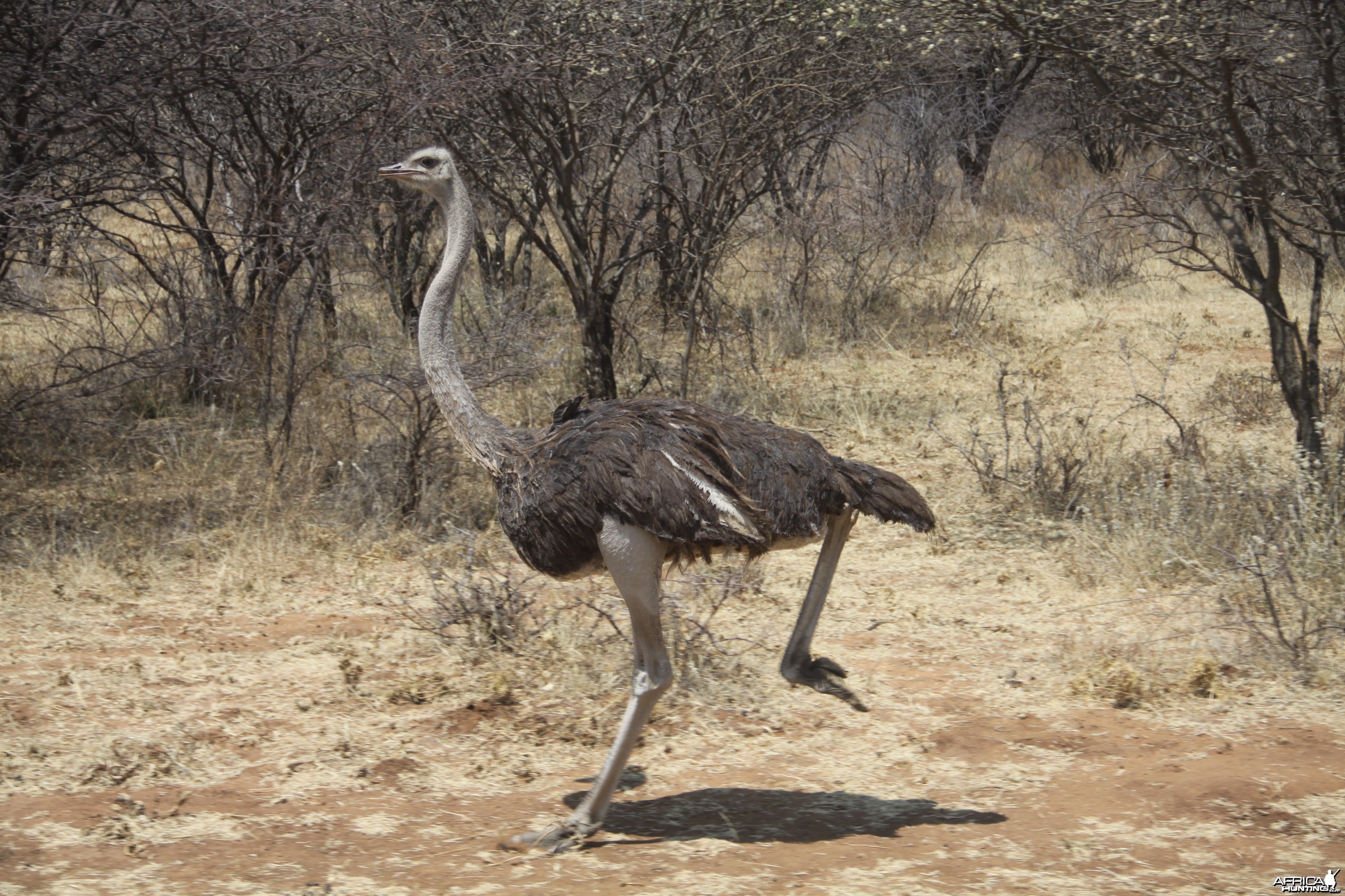 Ostrich Namibia