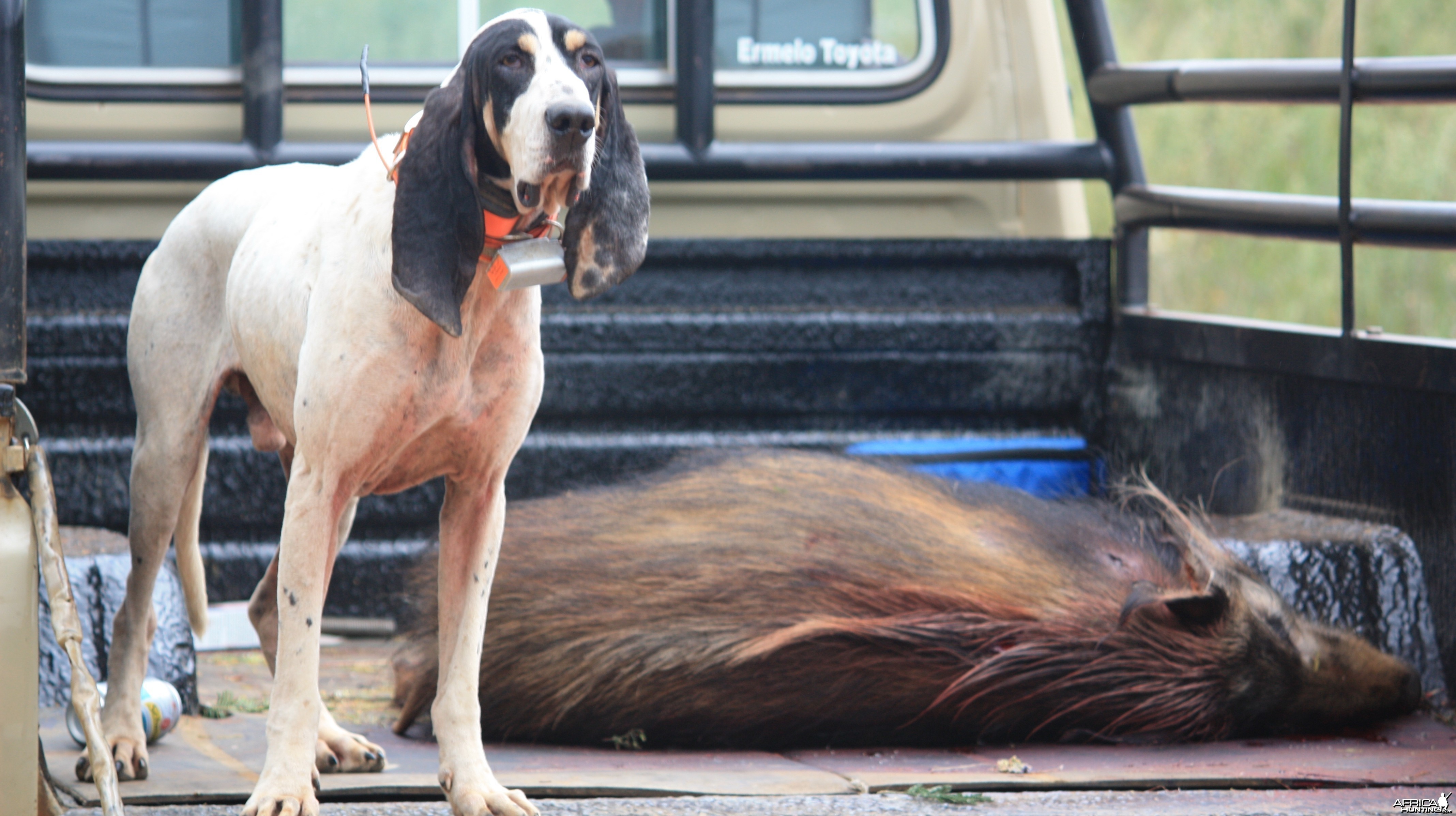 The art of hunting over hounds