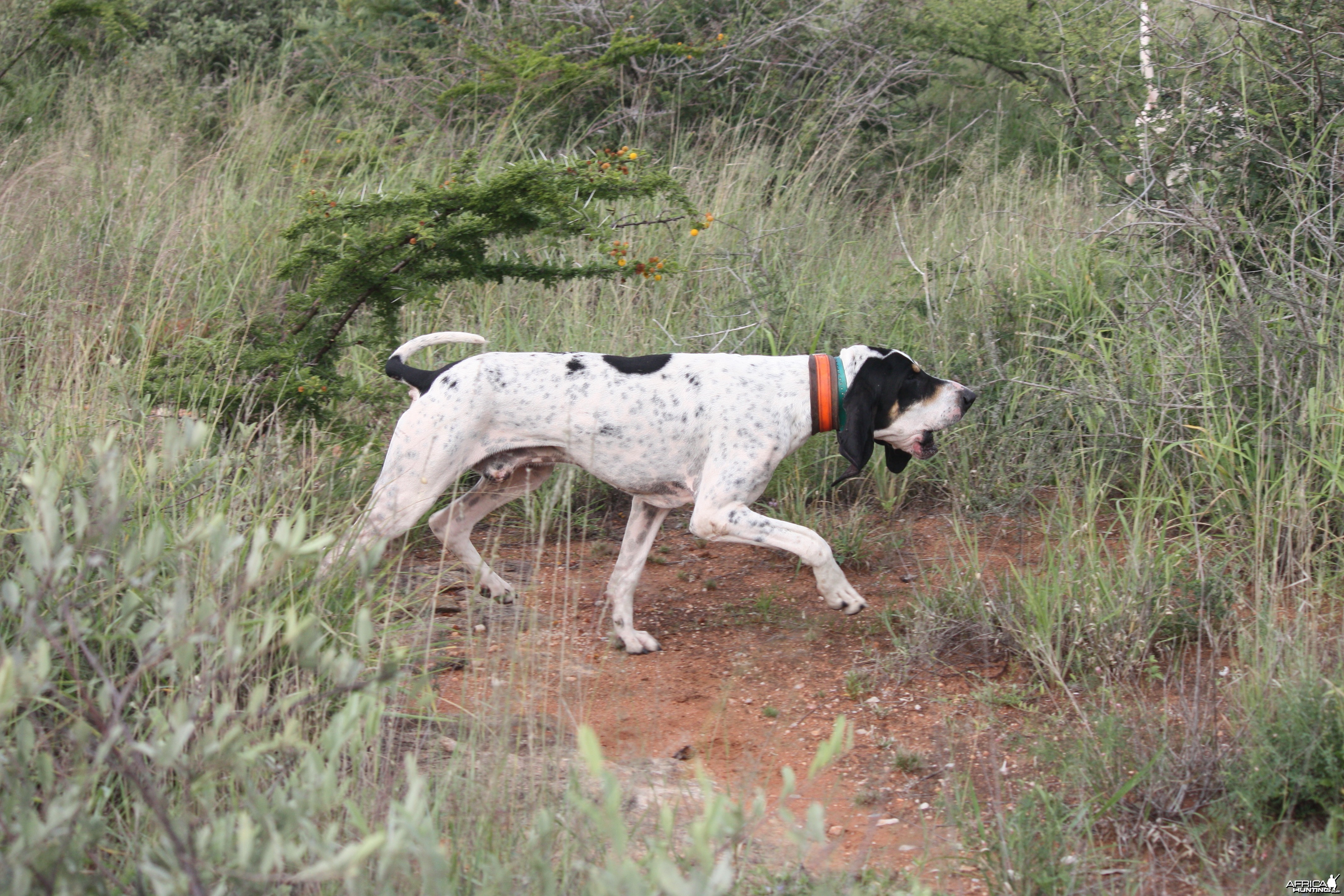 The art of hunting over hounds