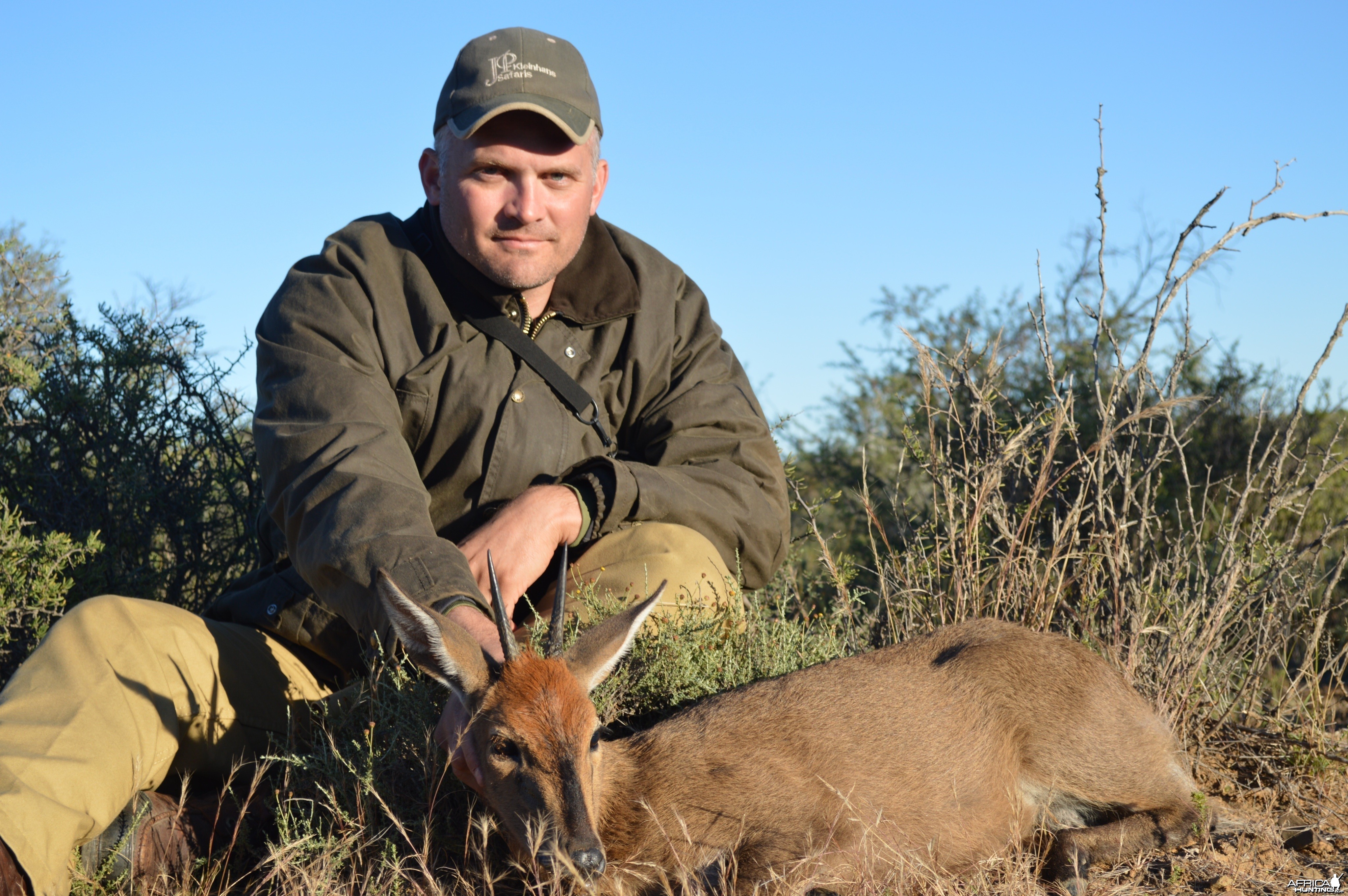 Grey duiker