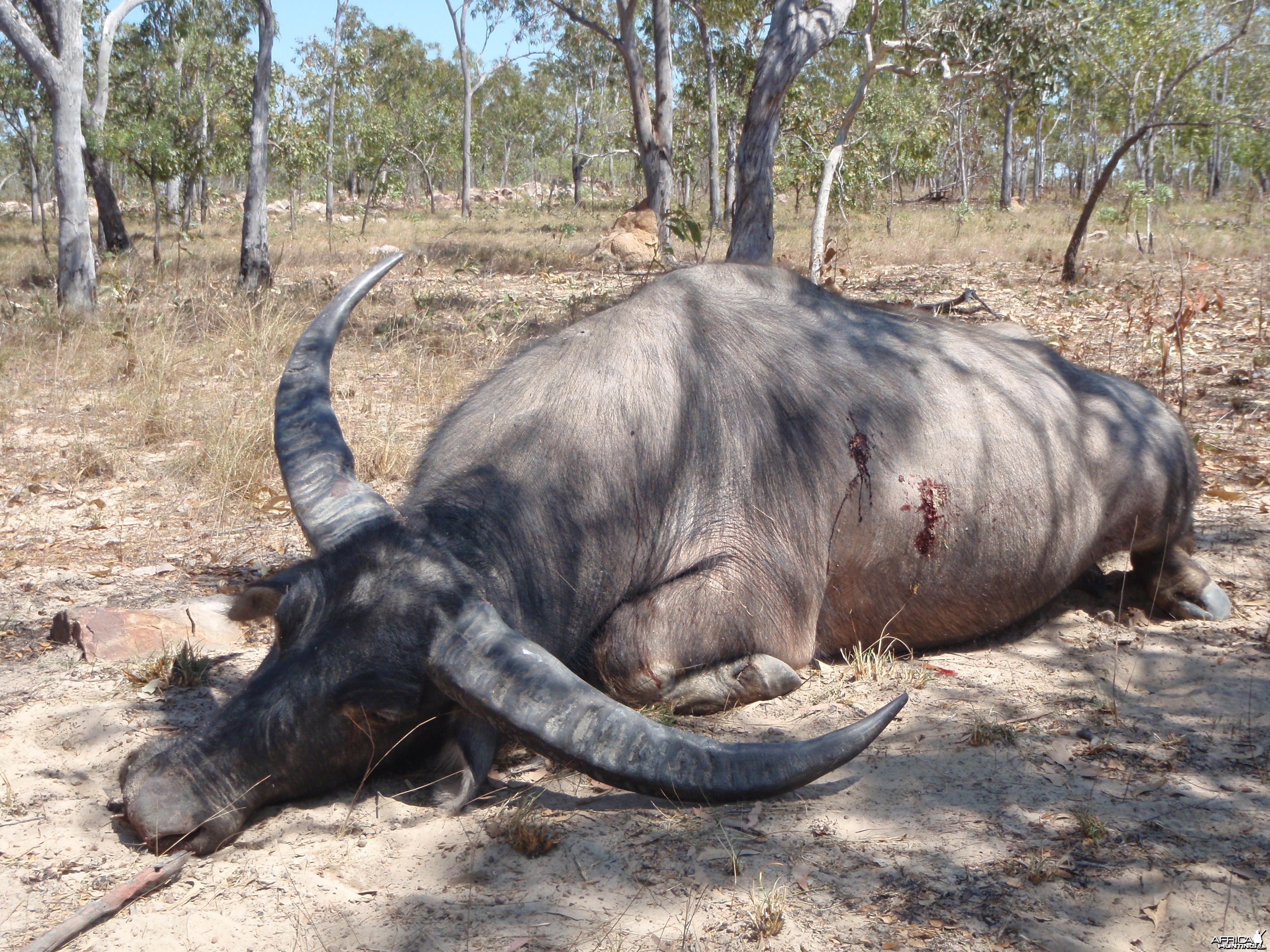 Hunting Asiatic Buffalo in Northern Australia