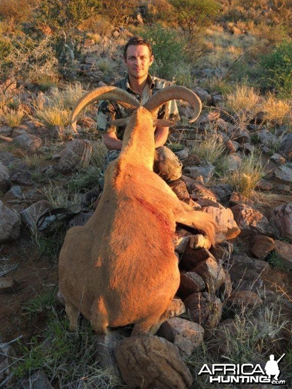 Barbary Sheep