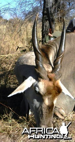 Cape Eland Bull