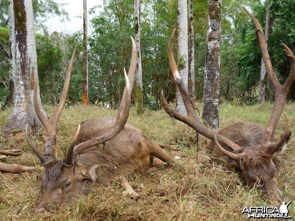 Rusa Deer in Mauritius