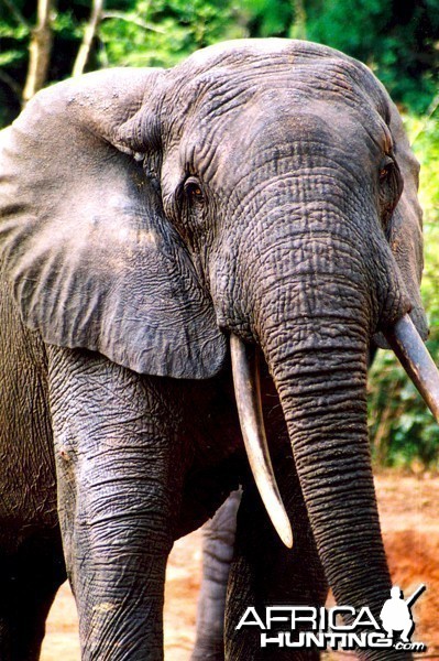 Elephant in CAR