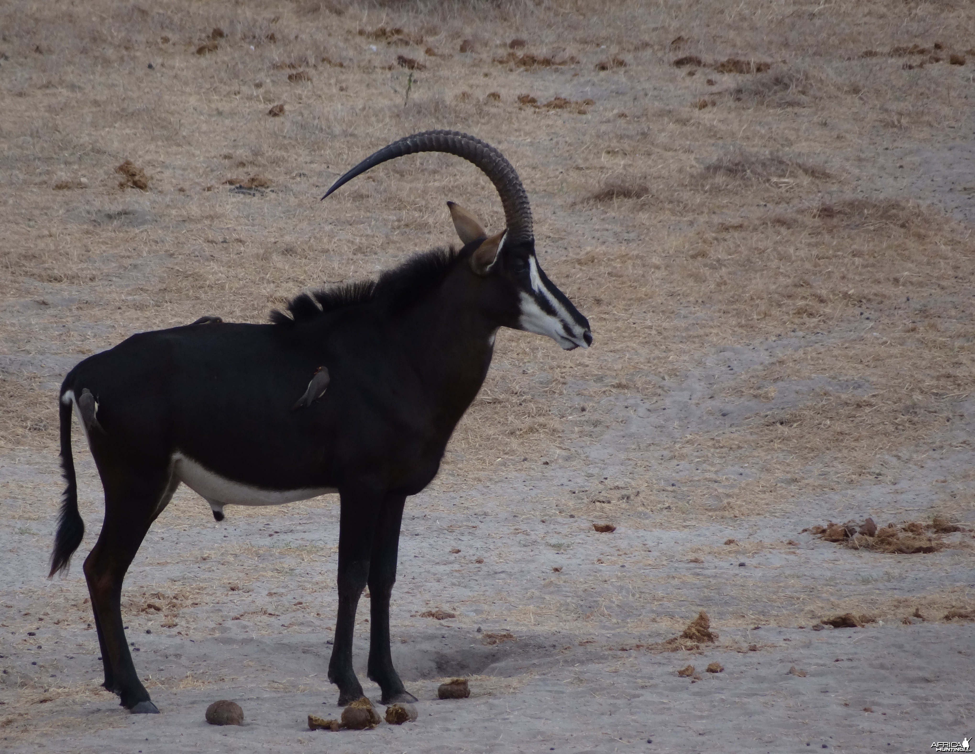 Roosevelt Sable - Tanzania