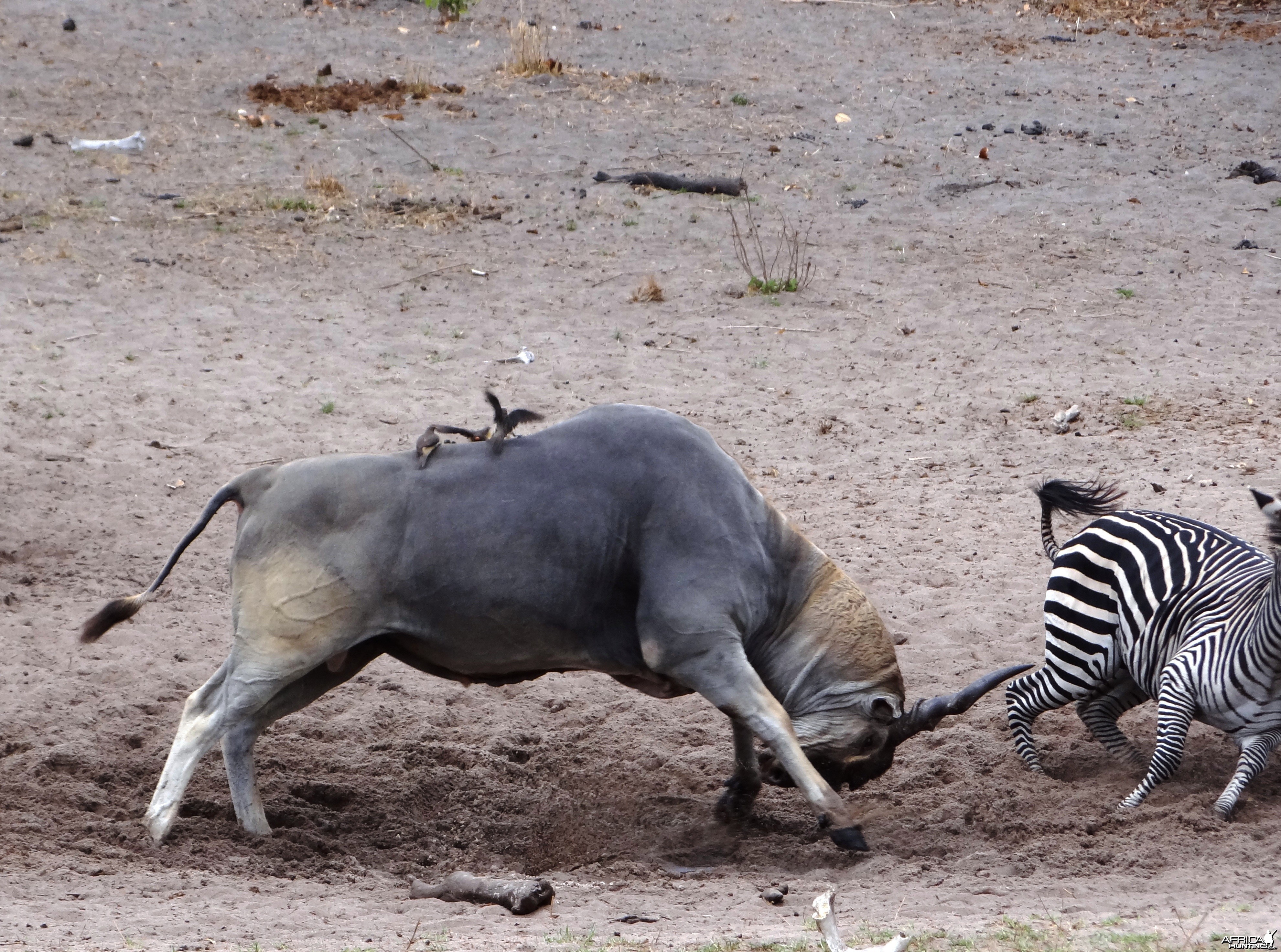 Eland Tanzania