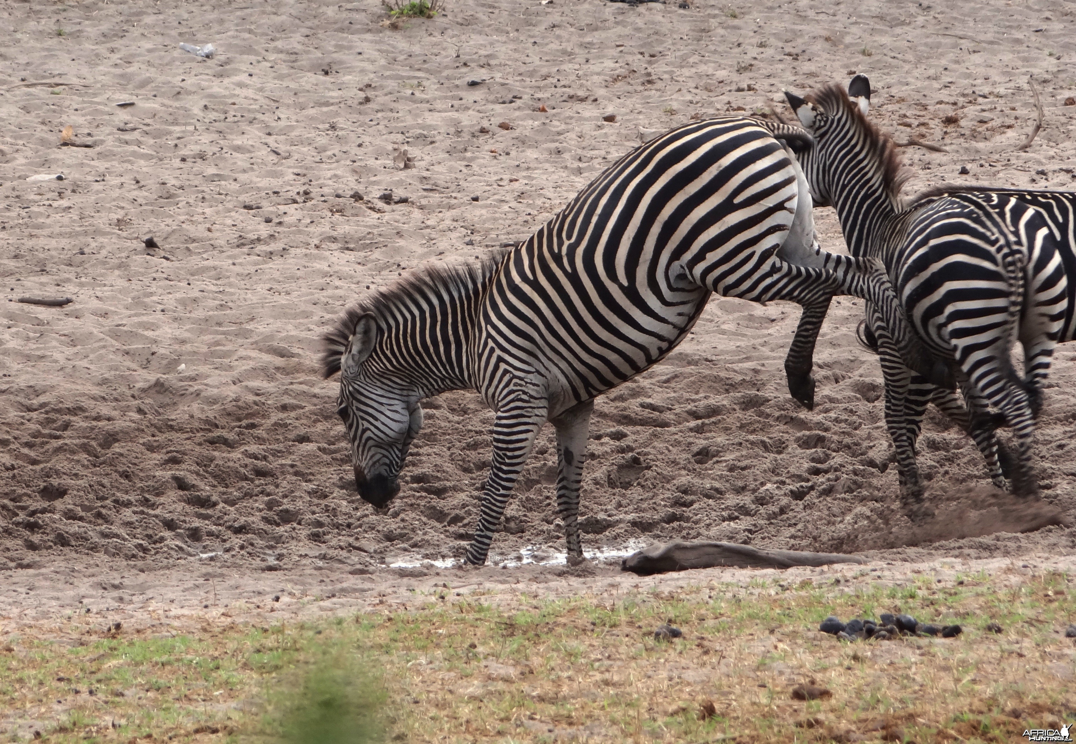 Zebra Tanzania