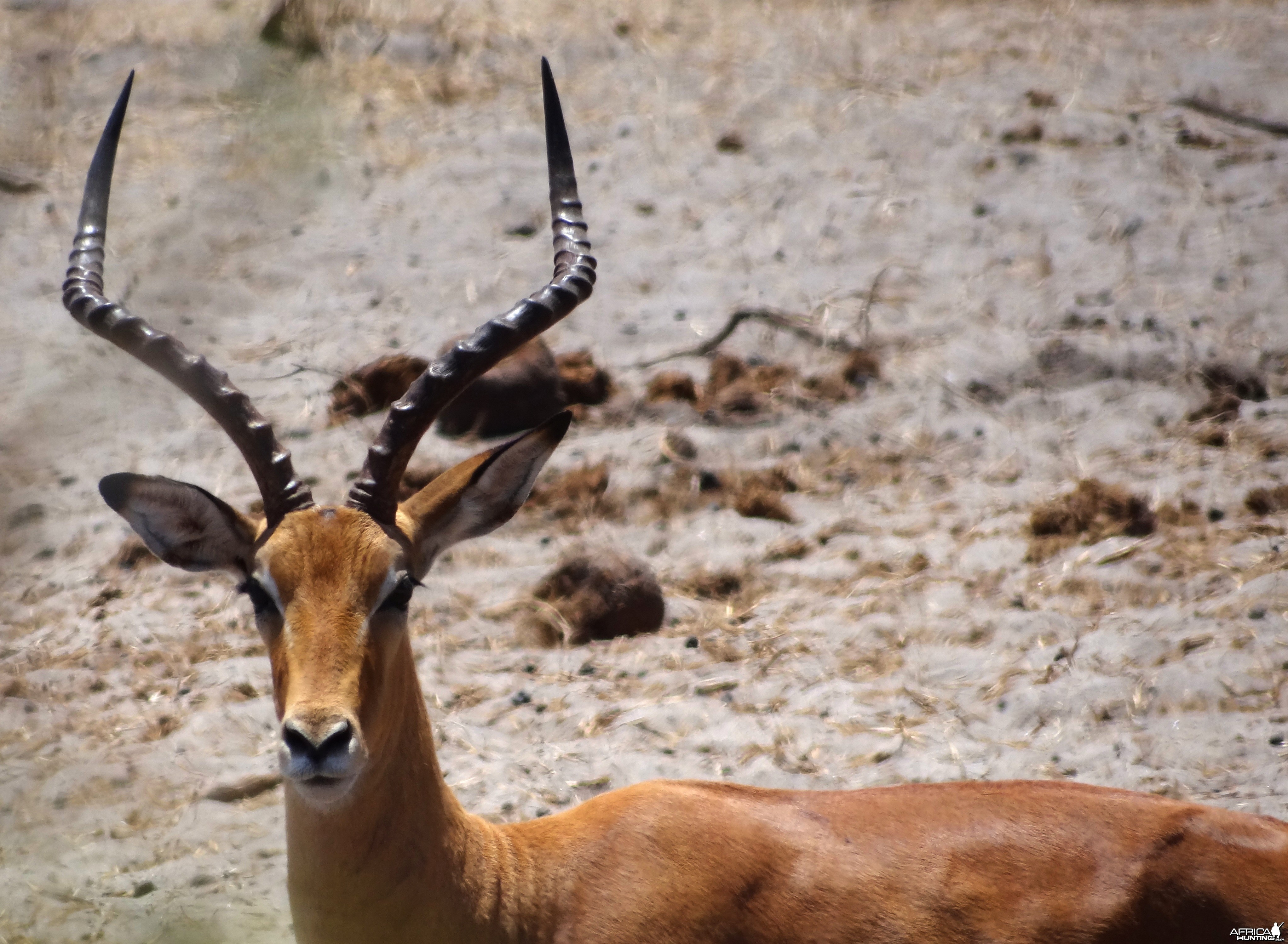 Impala - Tanzania