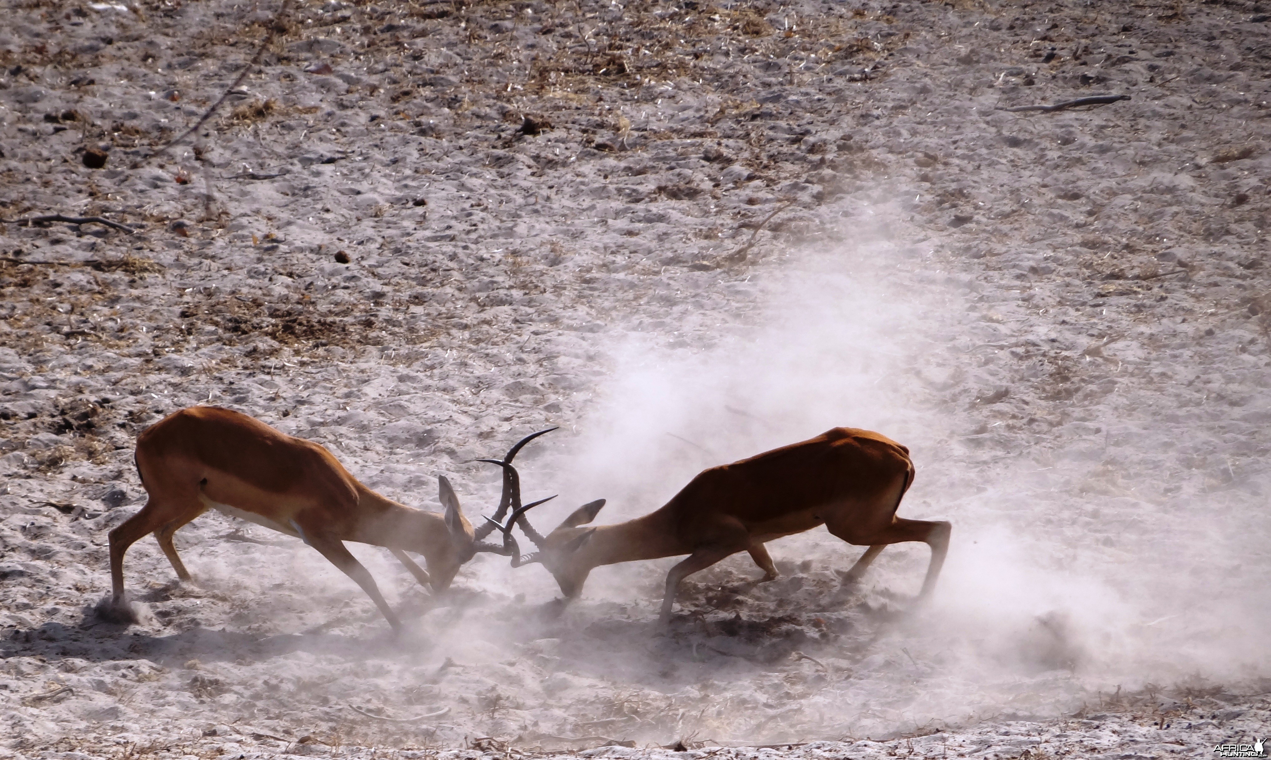 Impala  - Tanzania