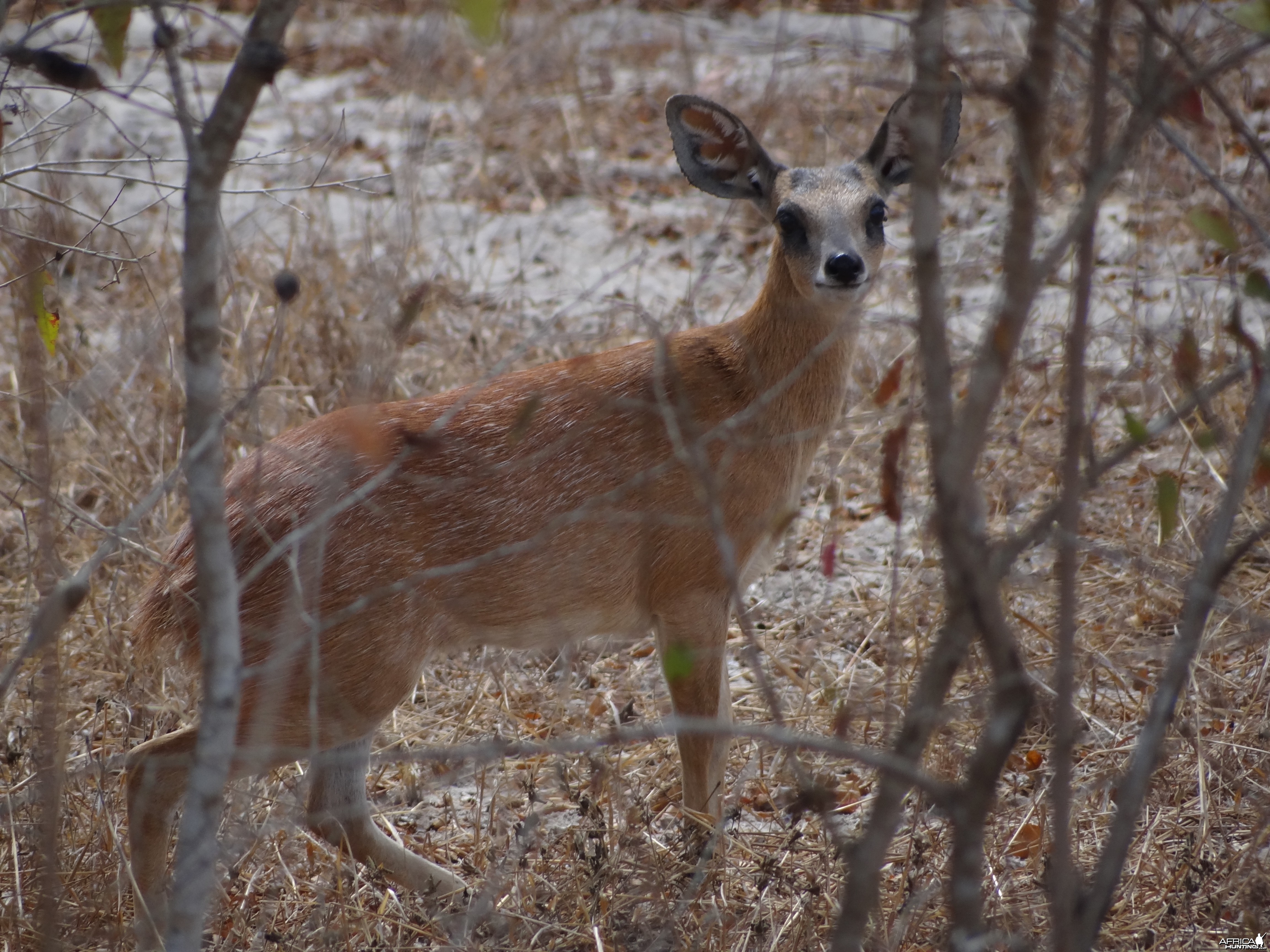 Sharpe Grysbuck - Tanzania