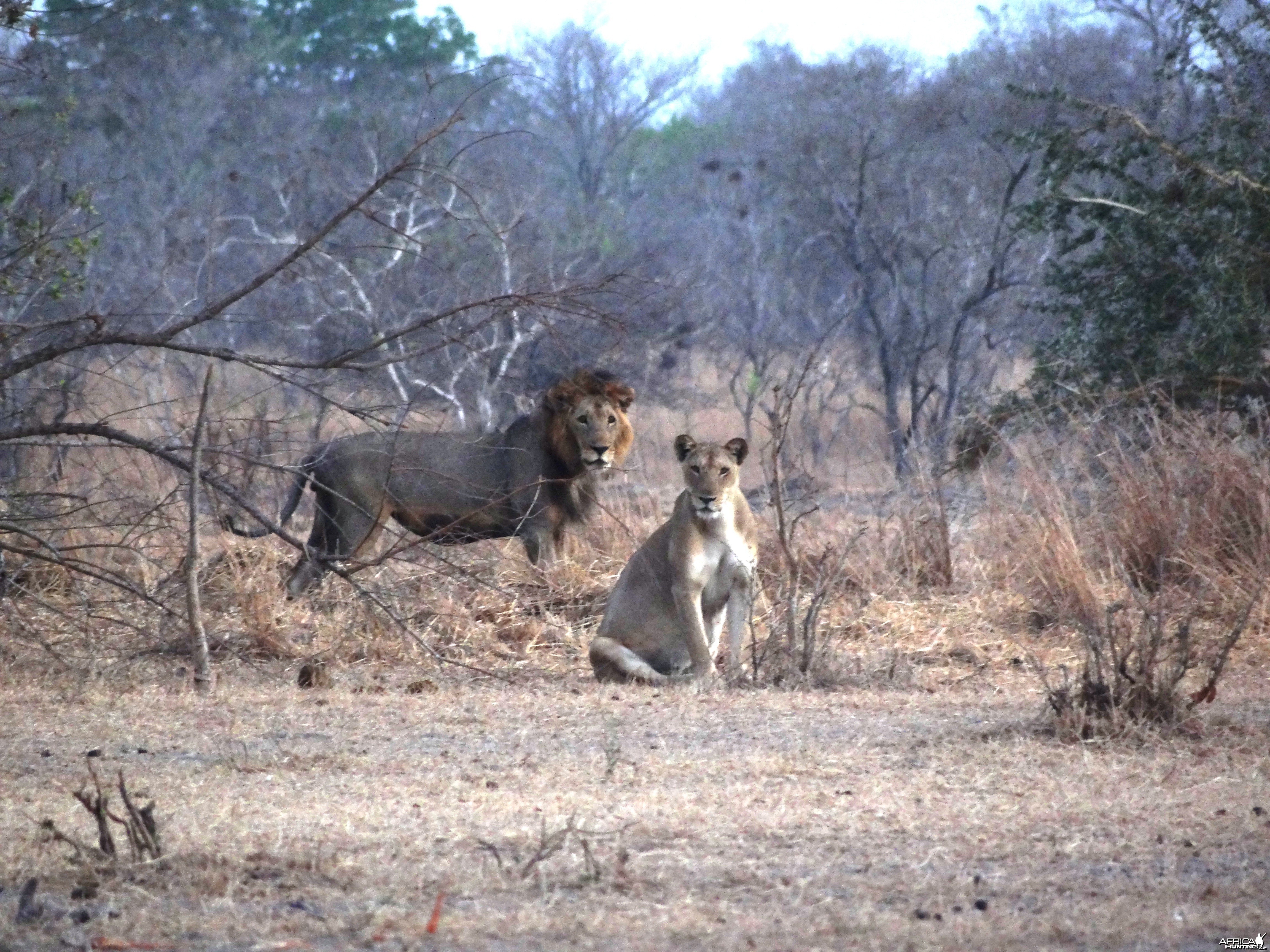 Lion - Tanzania