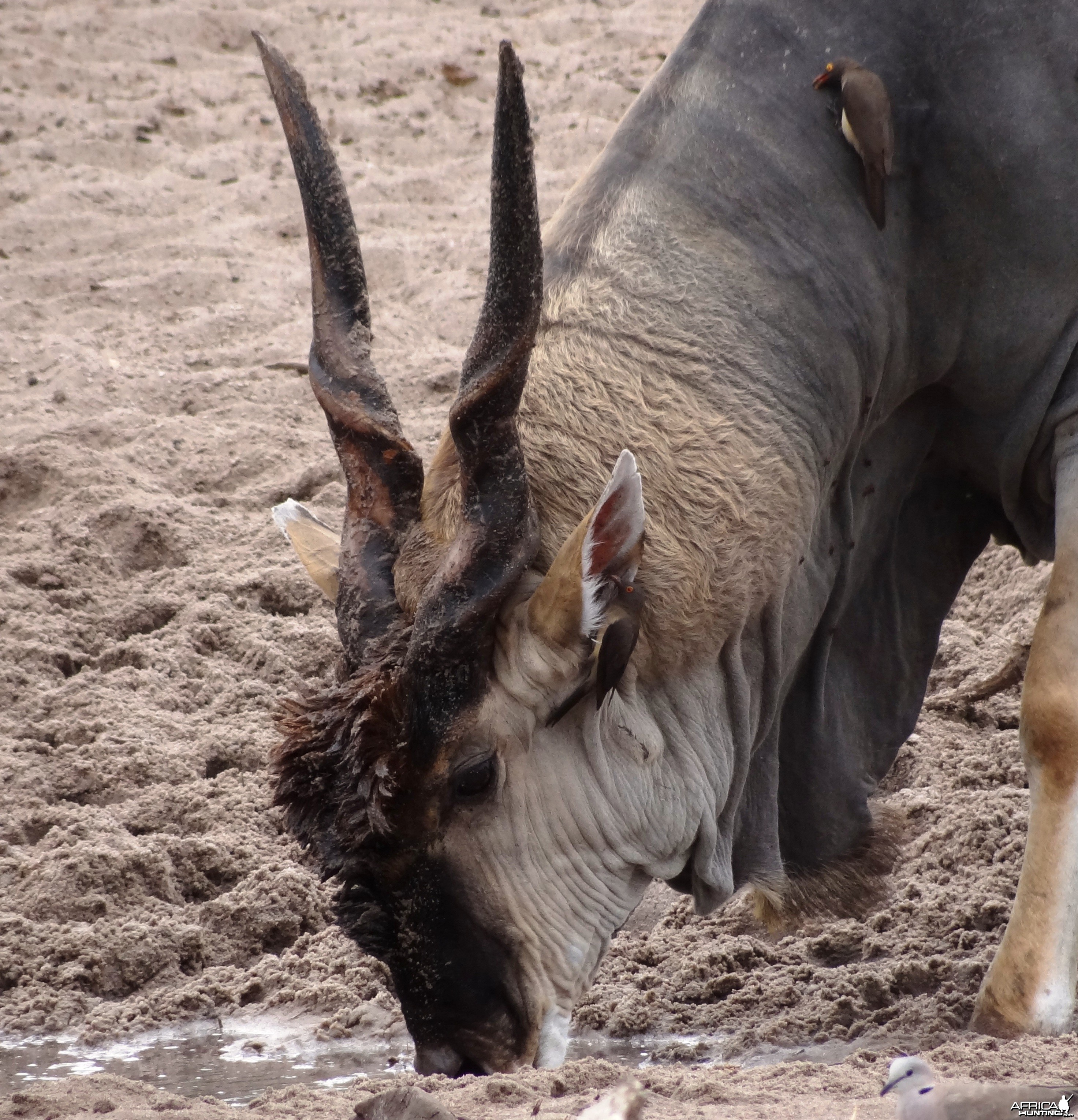 East African Eland - Tanzania