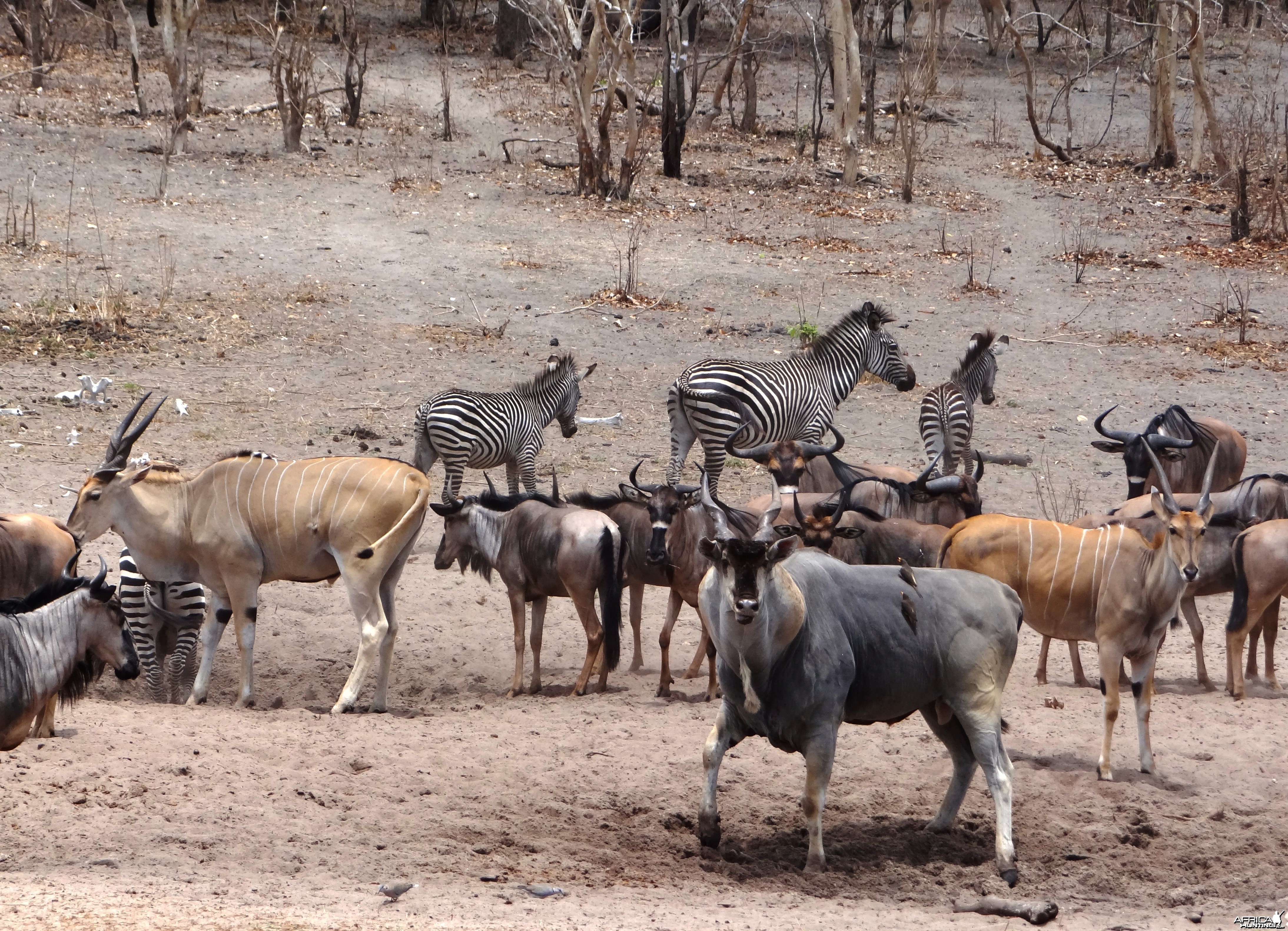 East African eland - Tanzania