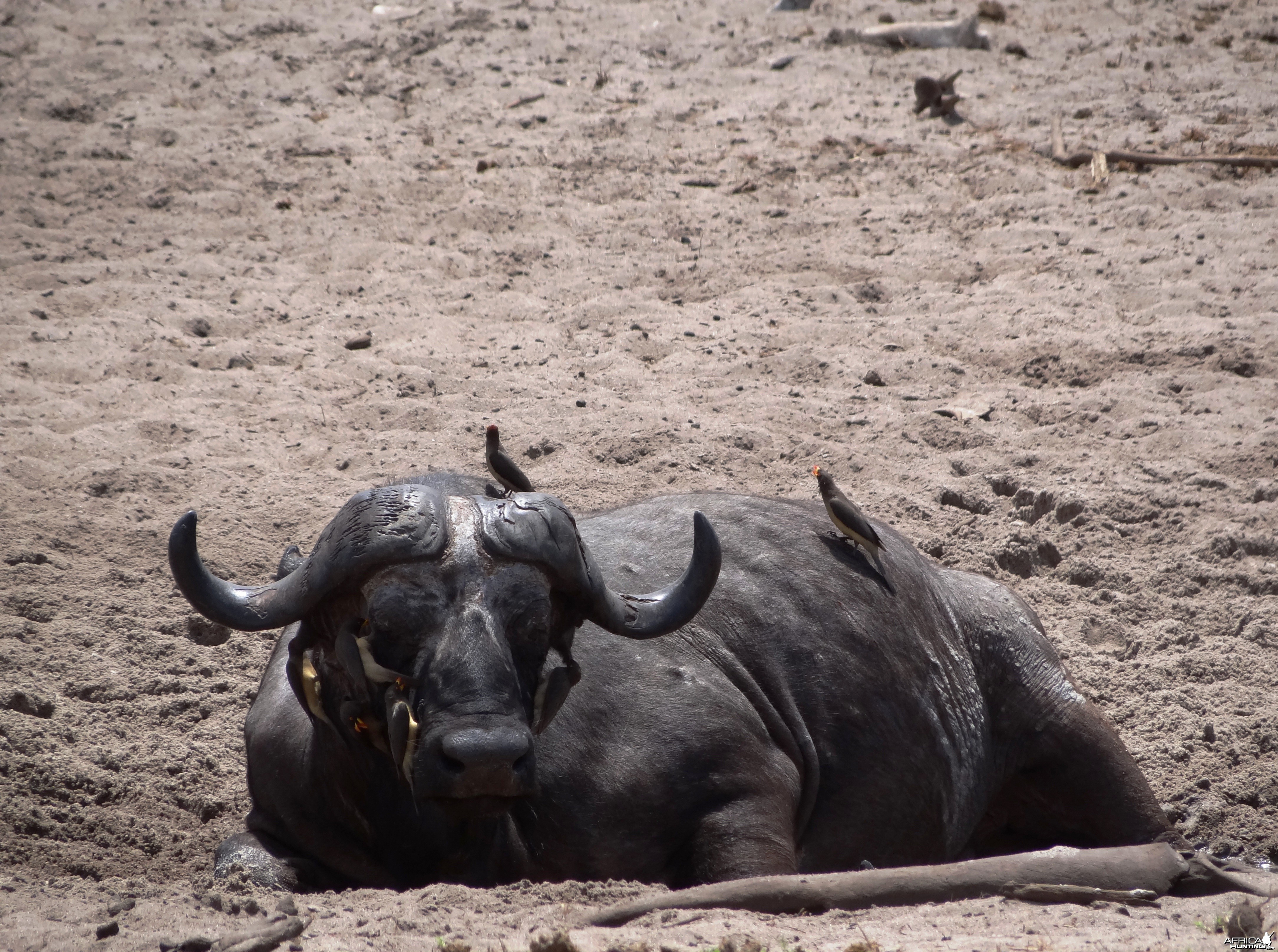 Cape Buffalo - Tanzania