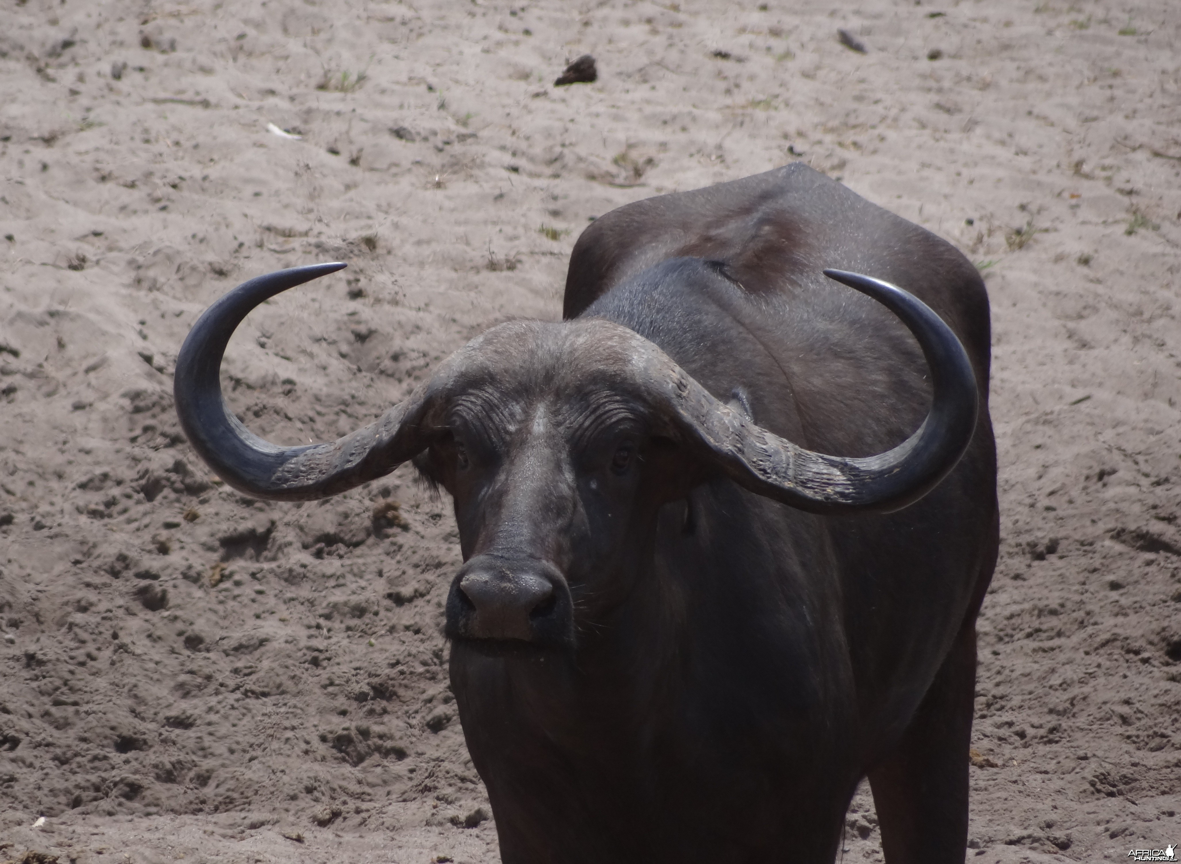 Buffalo bull without scrotum