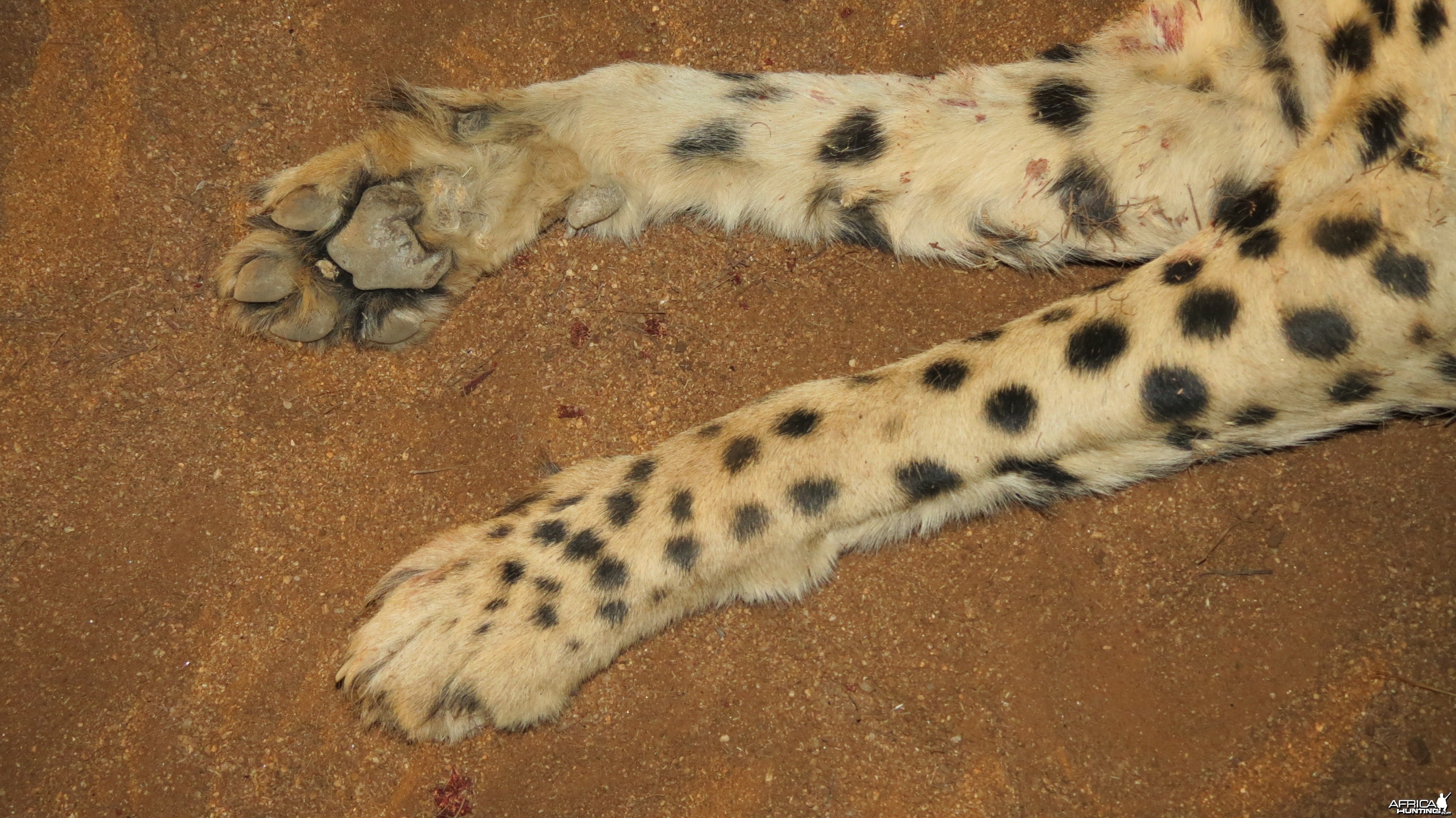 Cheetah front paws