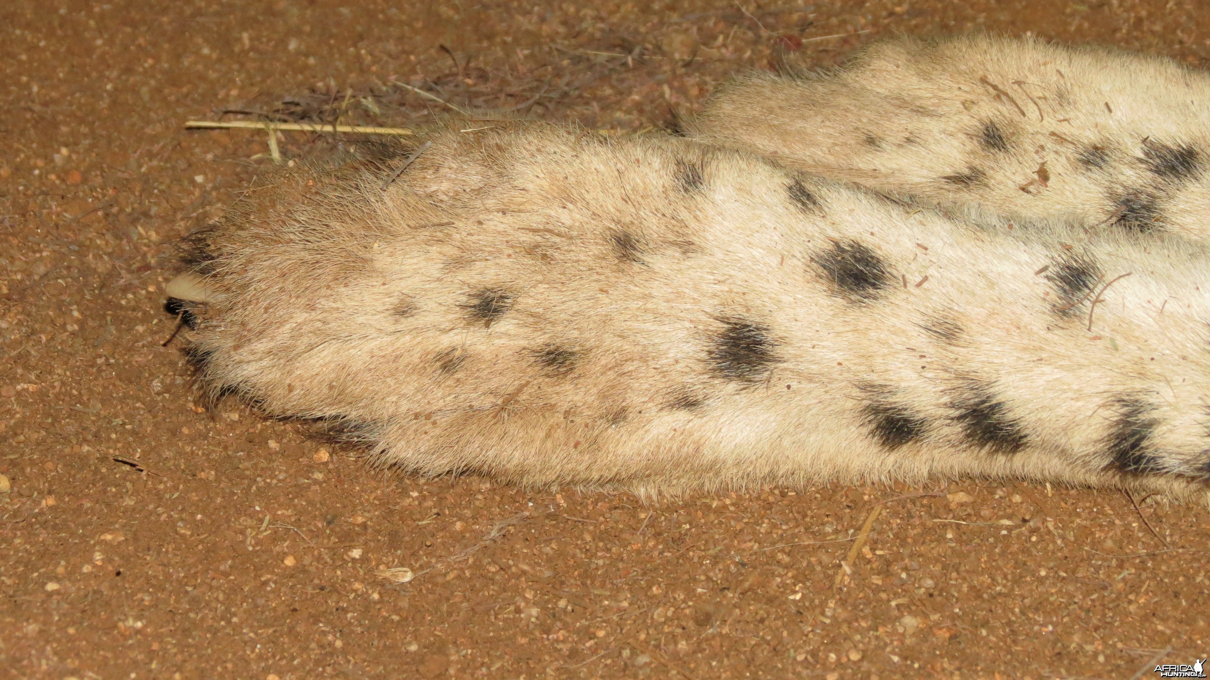 Cheetah hind paws