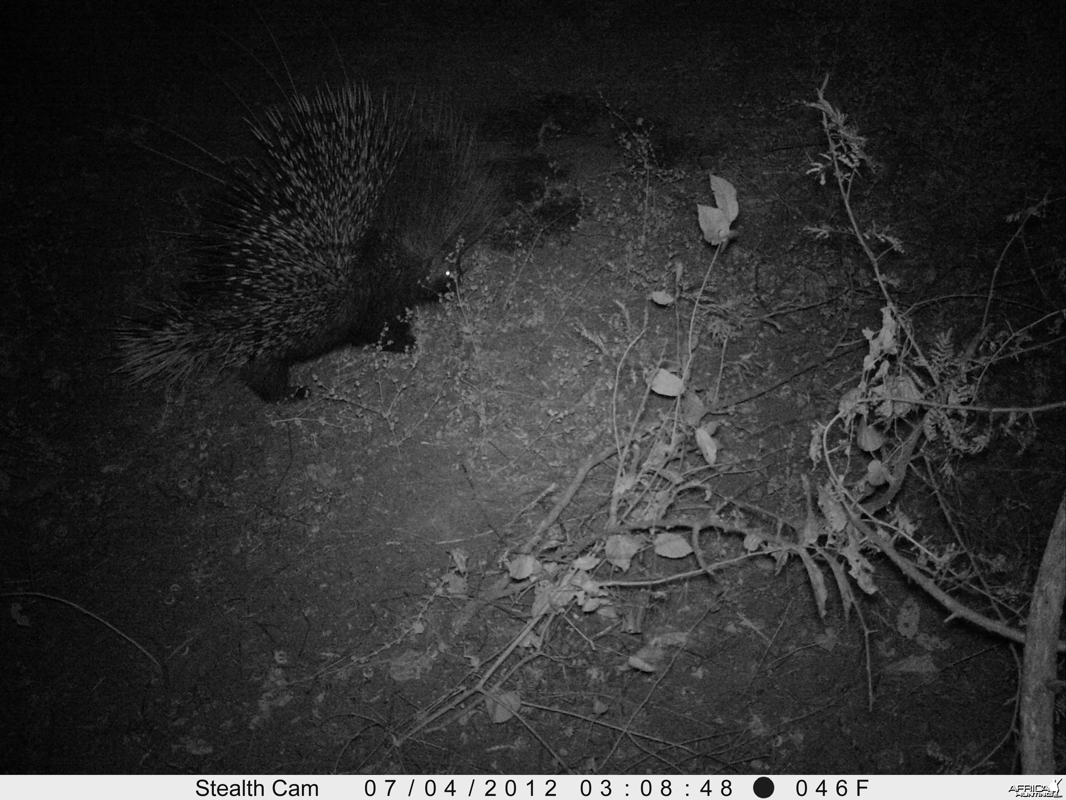 African Porcupine