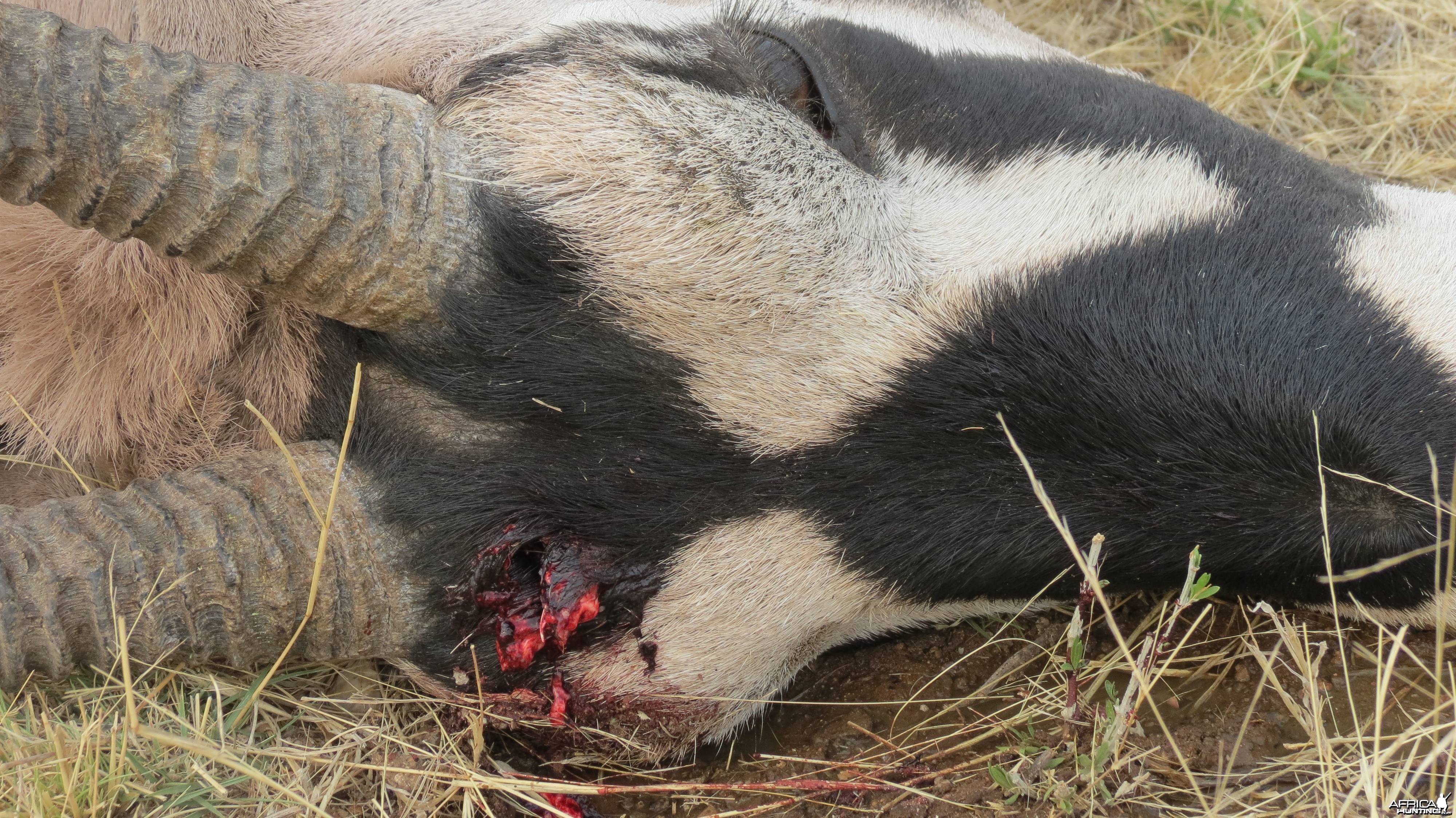 Gemsbok that died fighting!