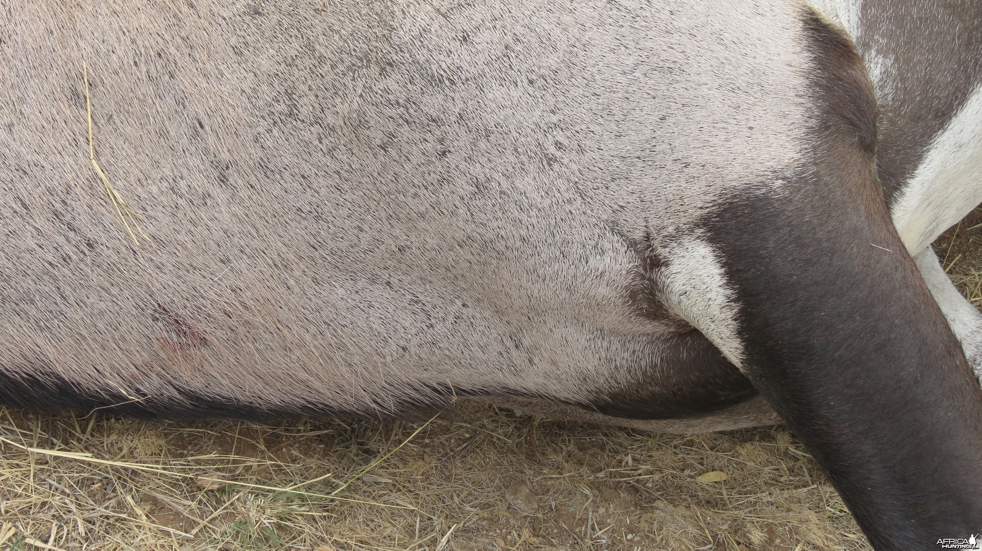 Gemsbok that died fighting!