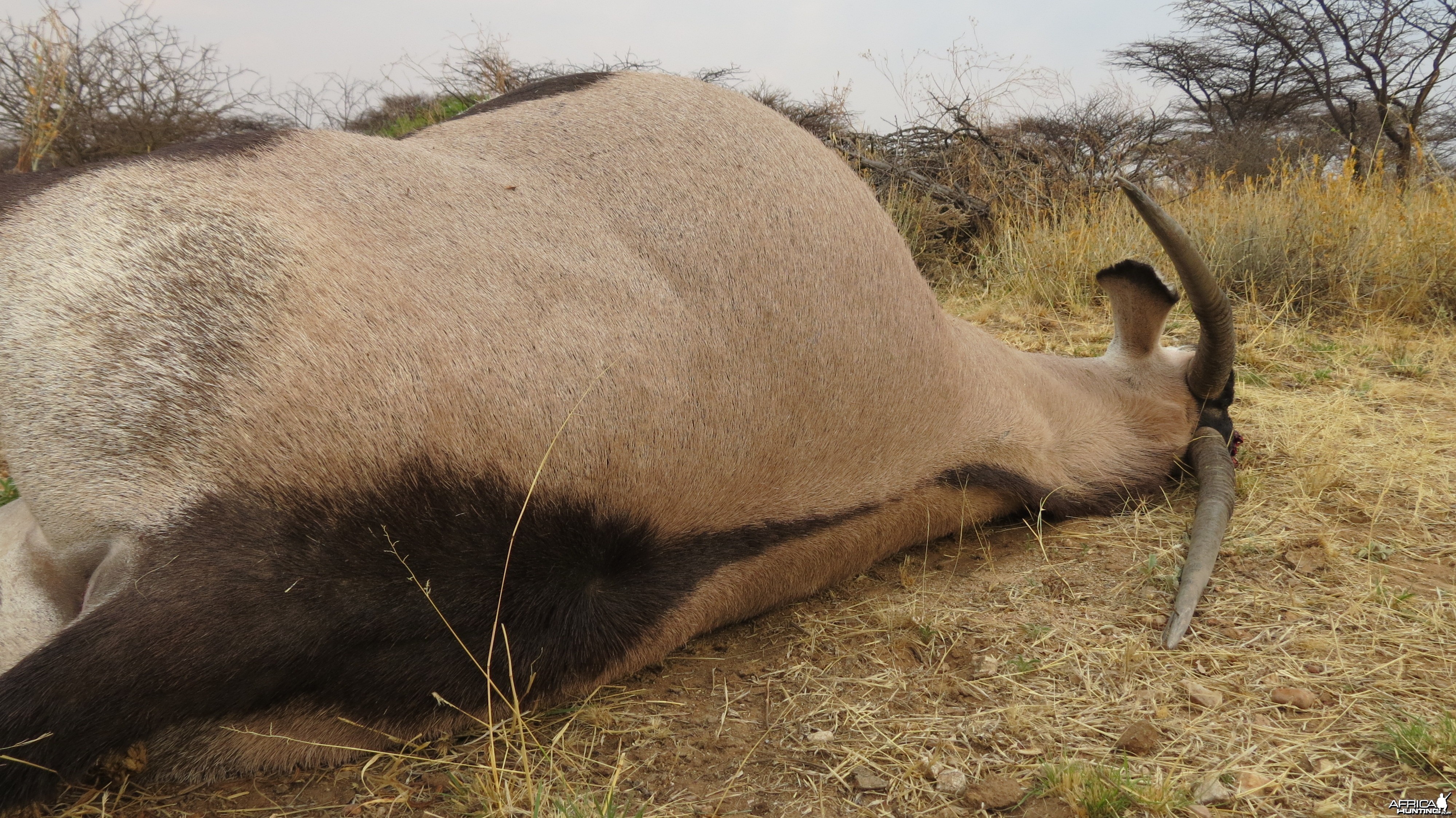 Gemsbok that died fighting!