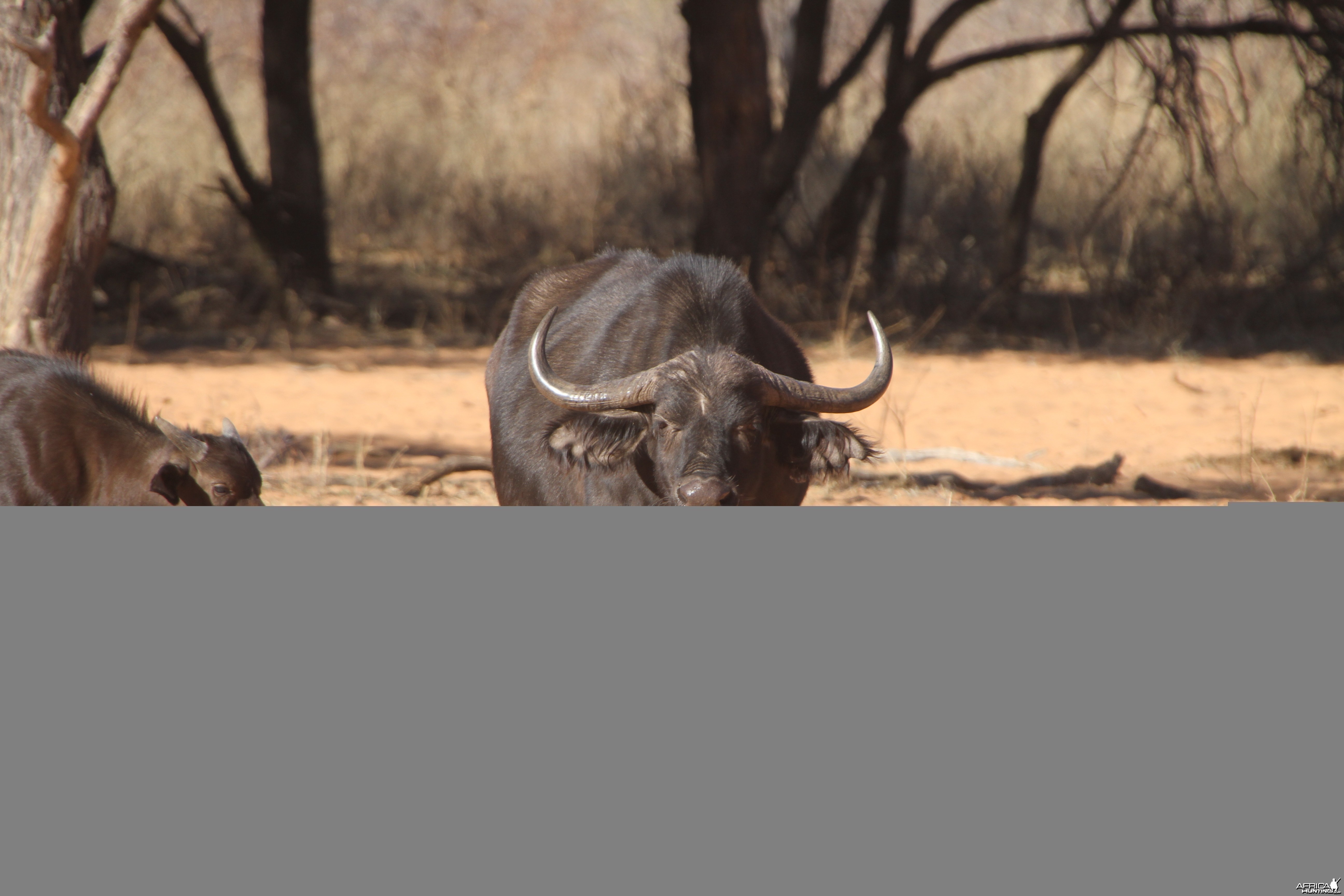 Cape Buffalo at Waterberg National Park Namibia