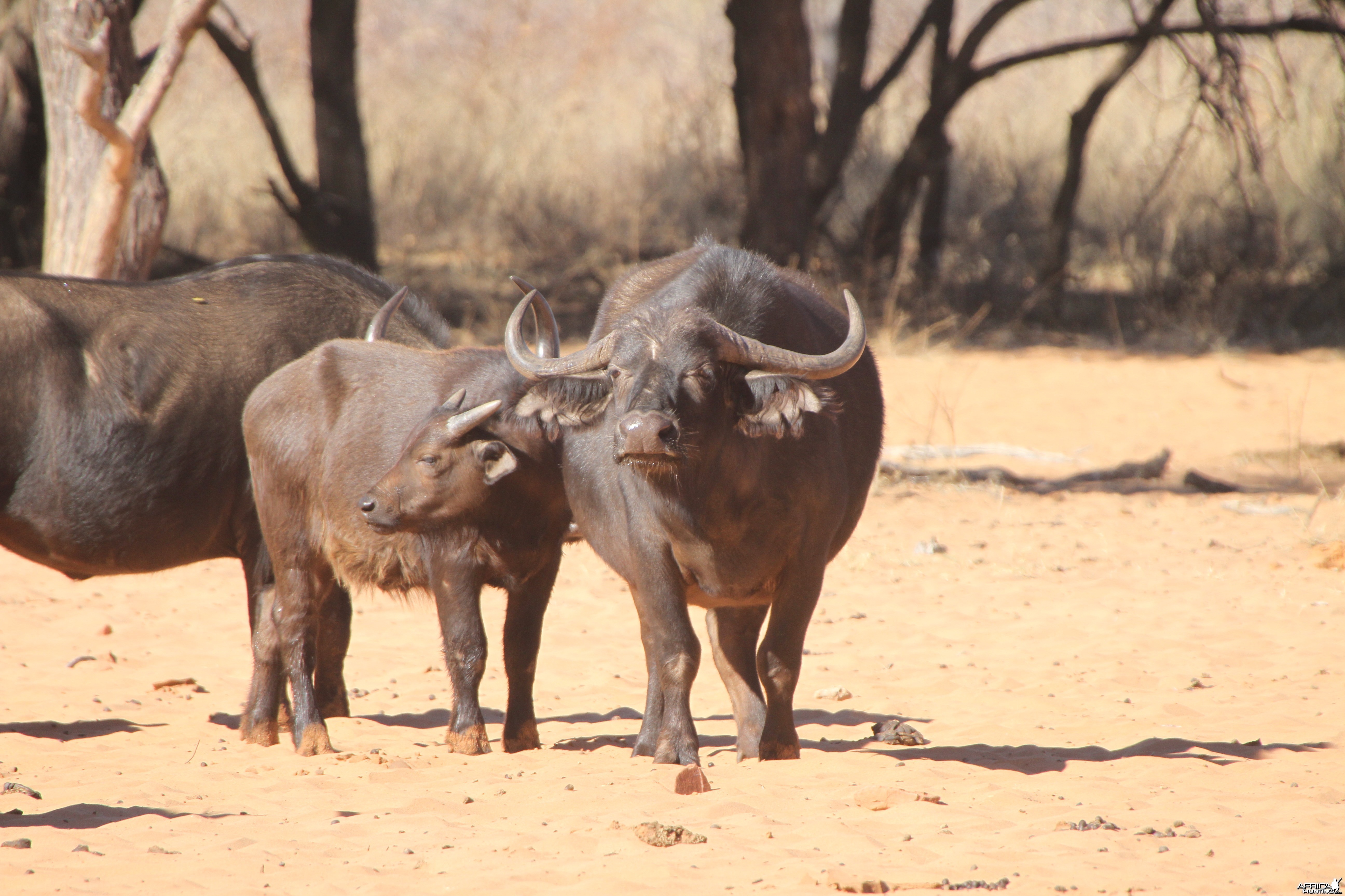 Cape Buffalo at Waterberg National Park Namibia