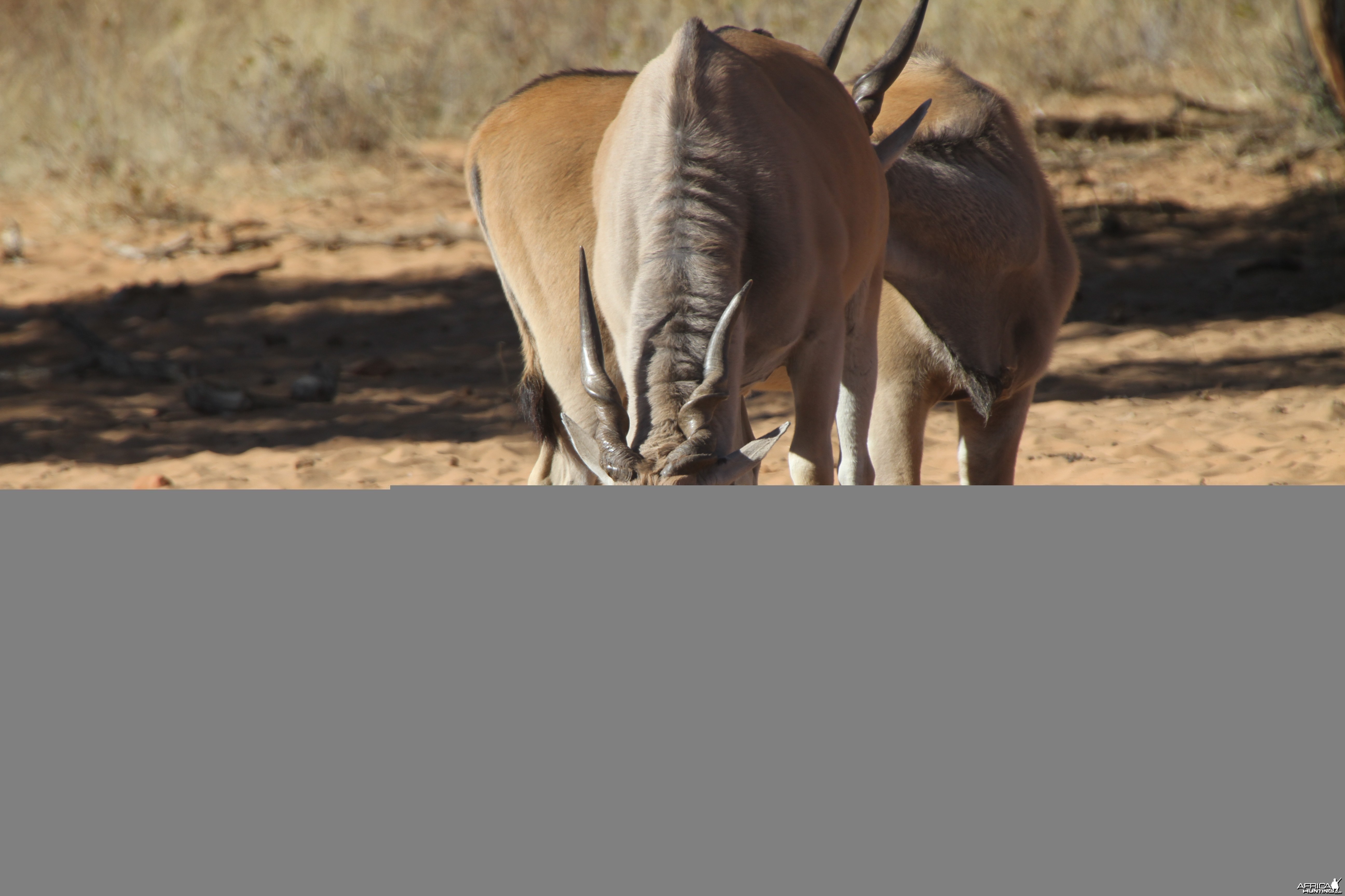 Cape Eland at Waterberg National Park Namibia