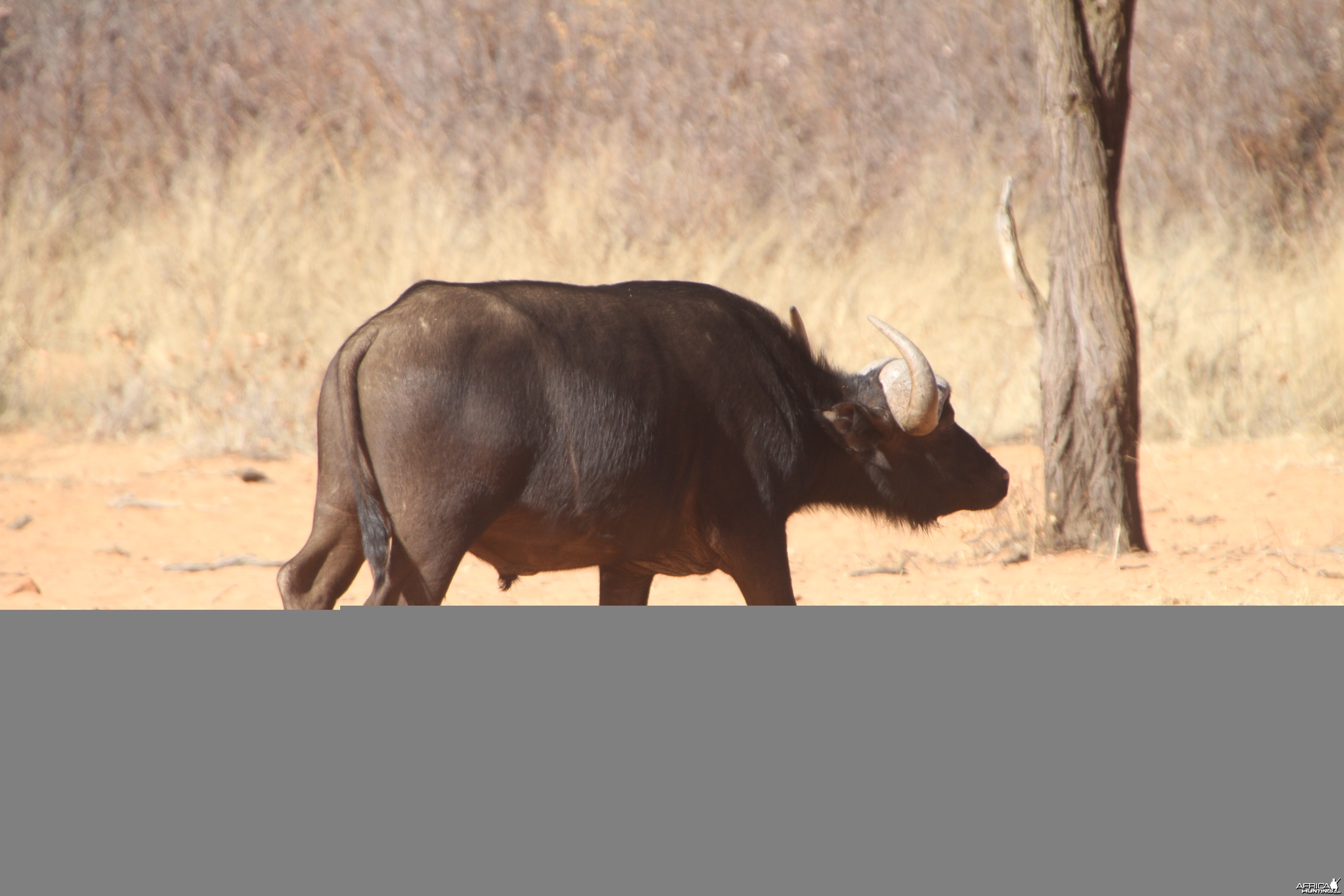 Cape Buffalo at Waterberg National Park Namibia