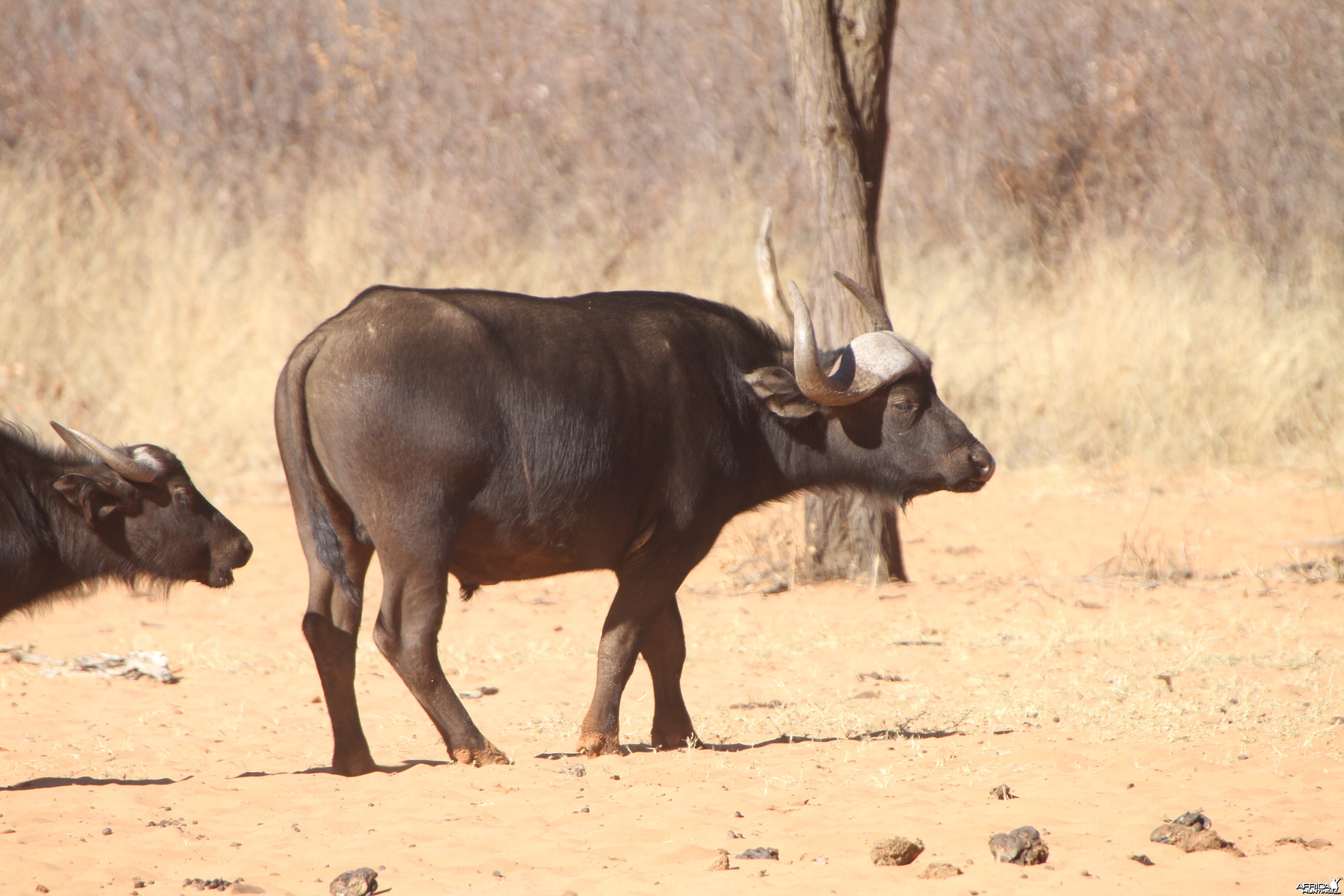 Cape Buffalo at Waterberg National Park Namibia