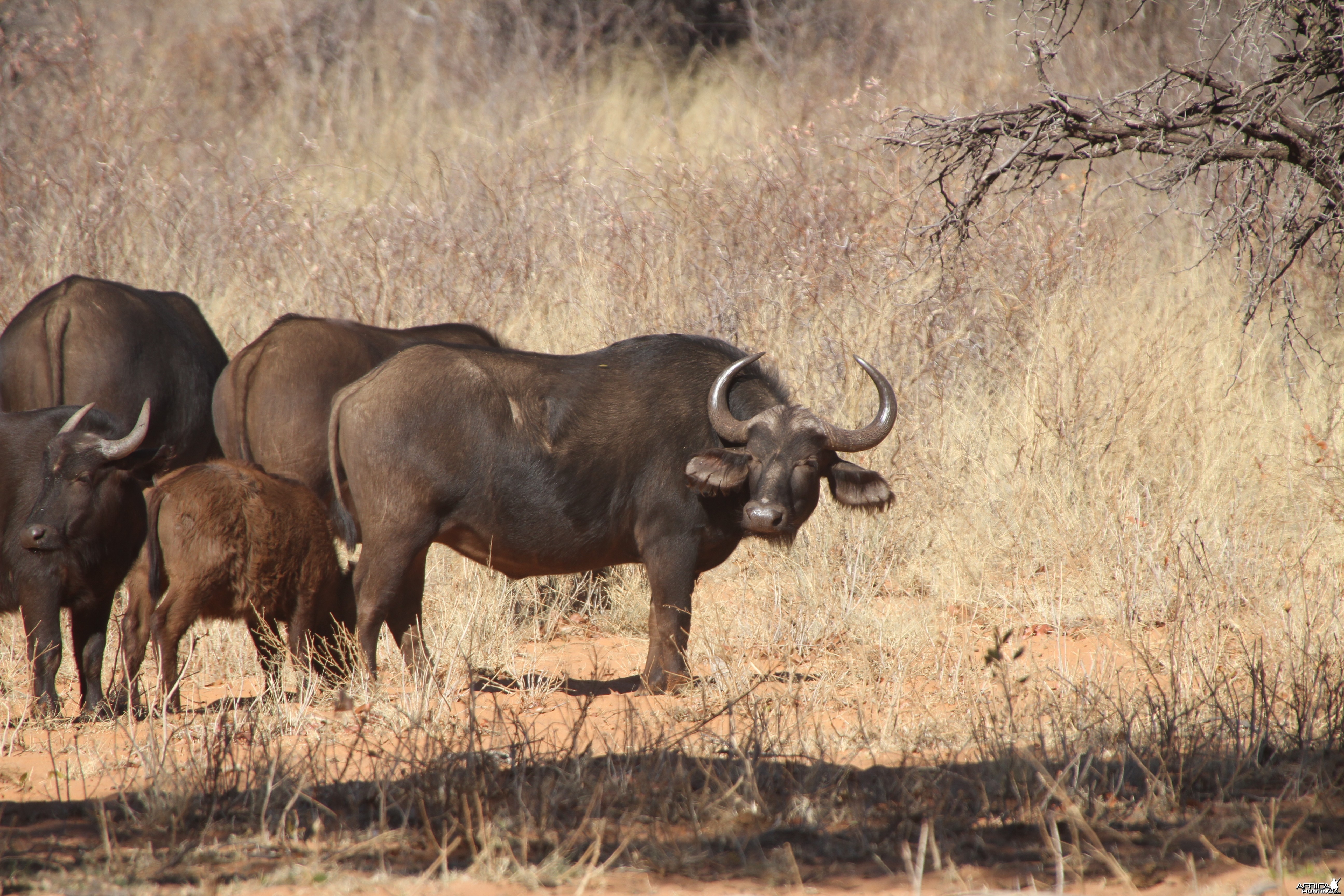 Cape Buffalo at Waterberg National Park Namibia