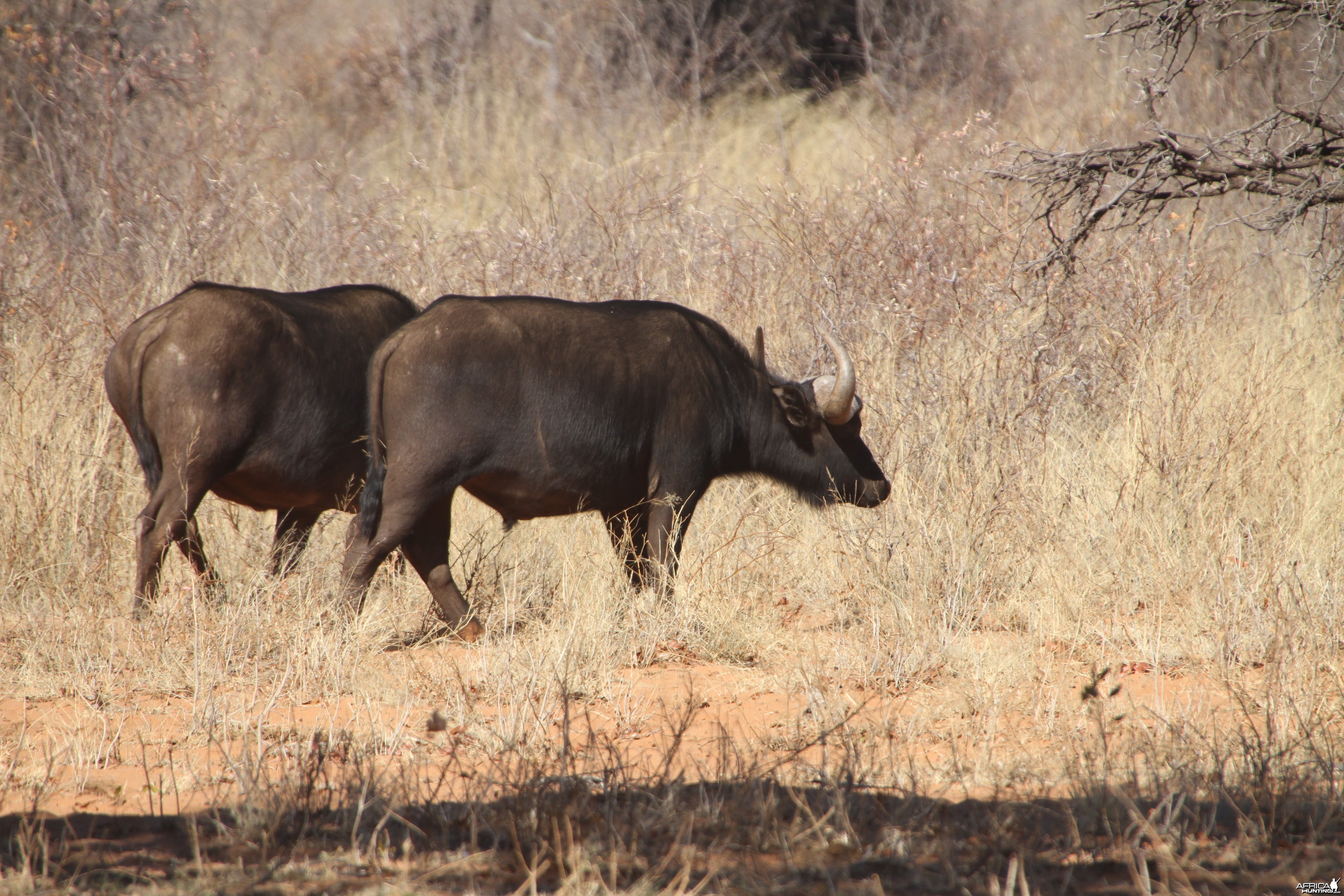 Cape Buffalo at Waterberg National Park Namibia