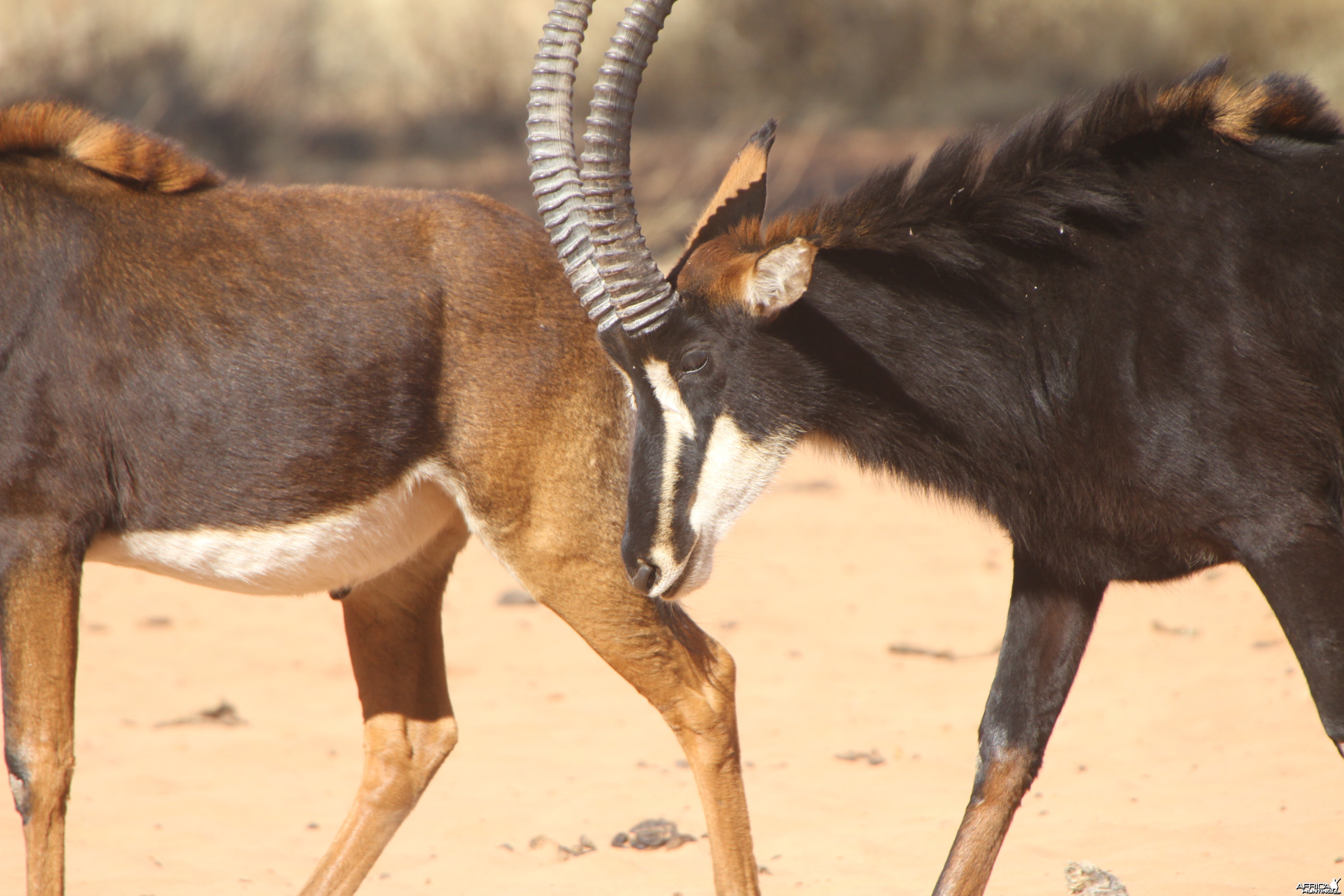 Sable Antelope at Waterberg National Park Namibia