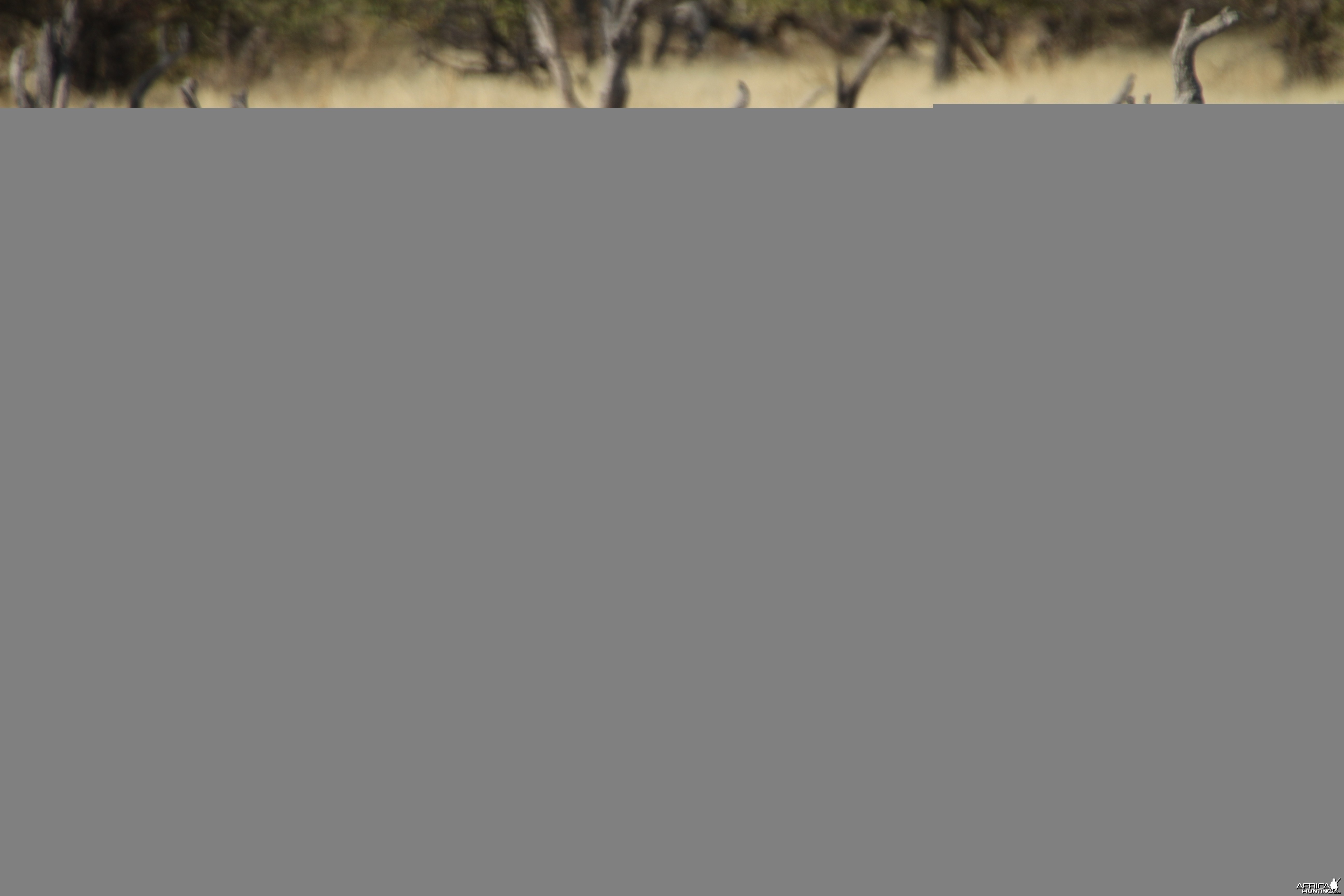 Black-Faced Impala at Etosha National Park