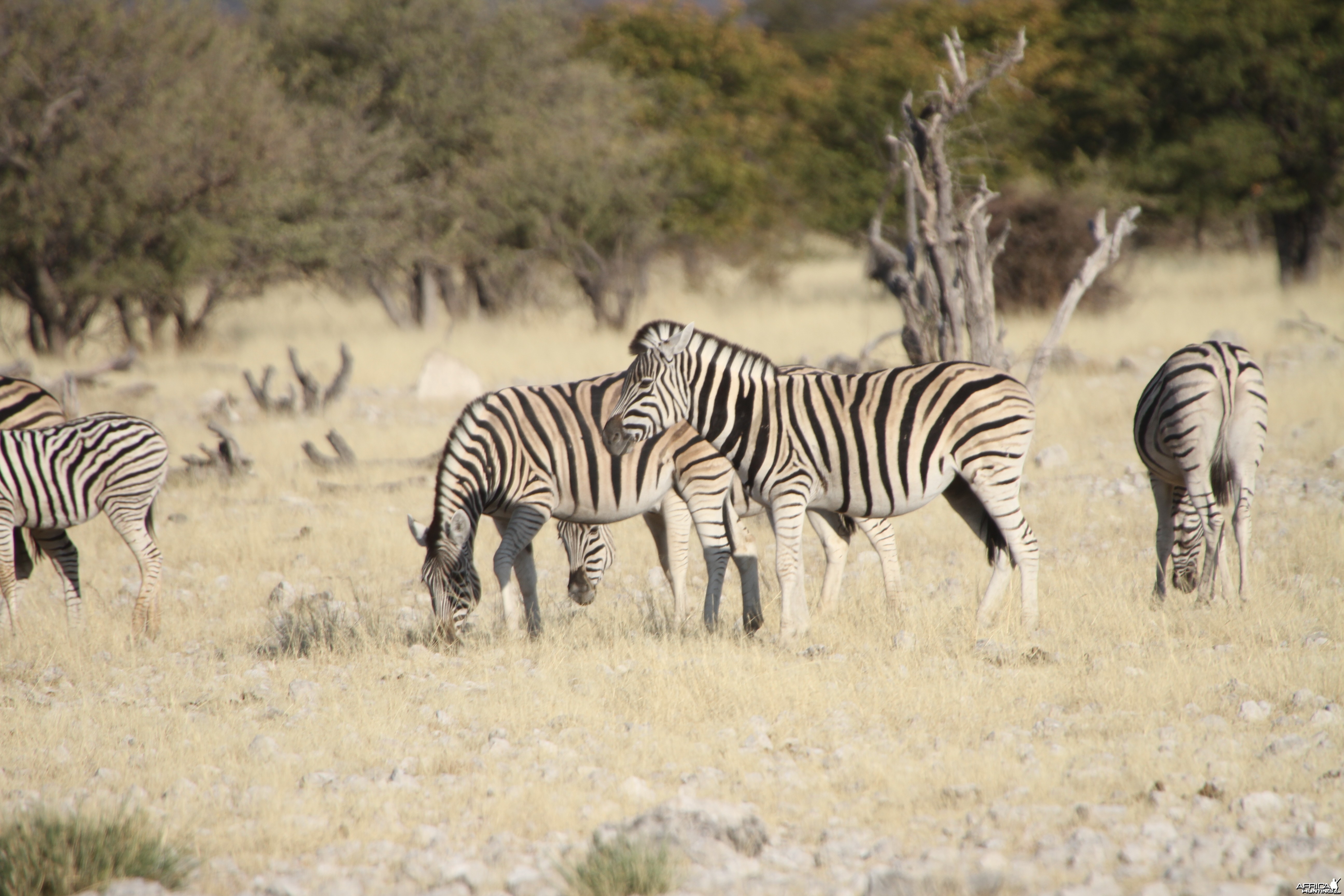 Zebra at Etosha National Park