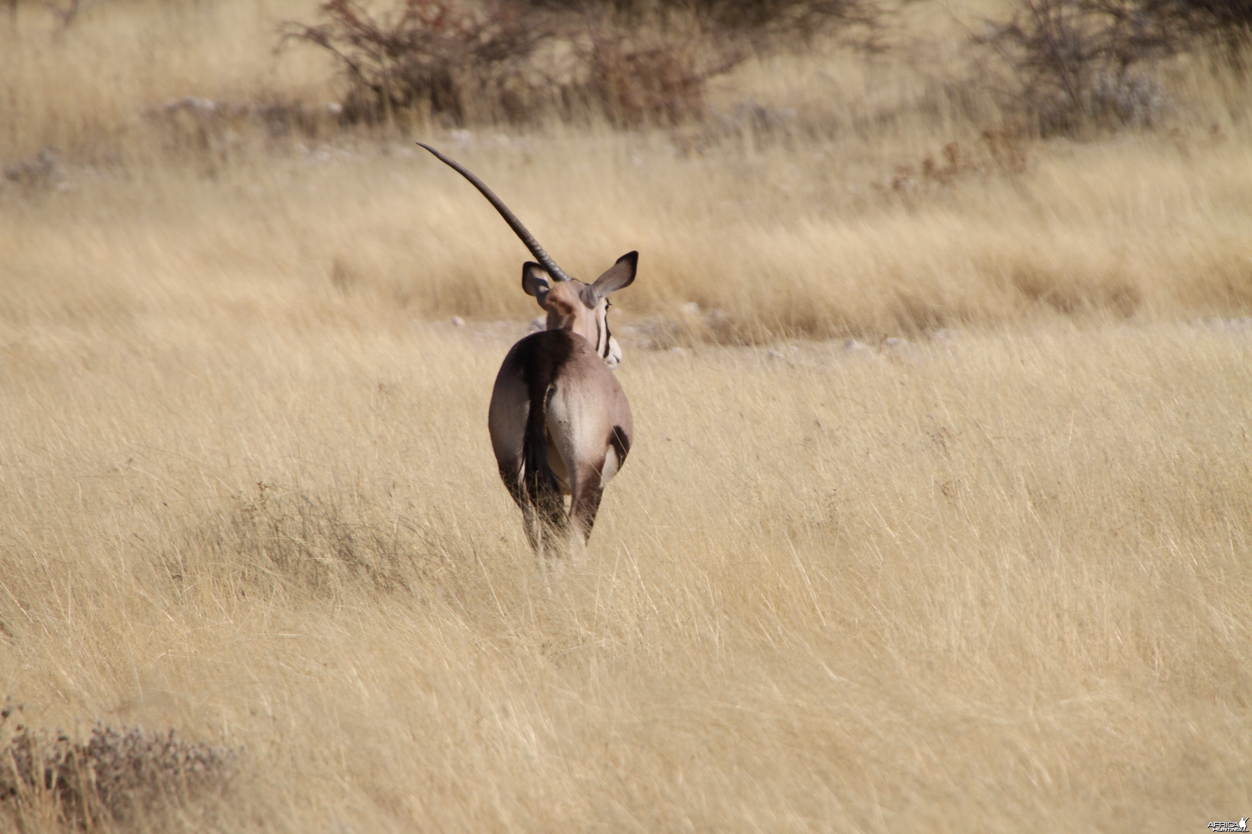 Gemsbok at Etosha National Park